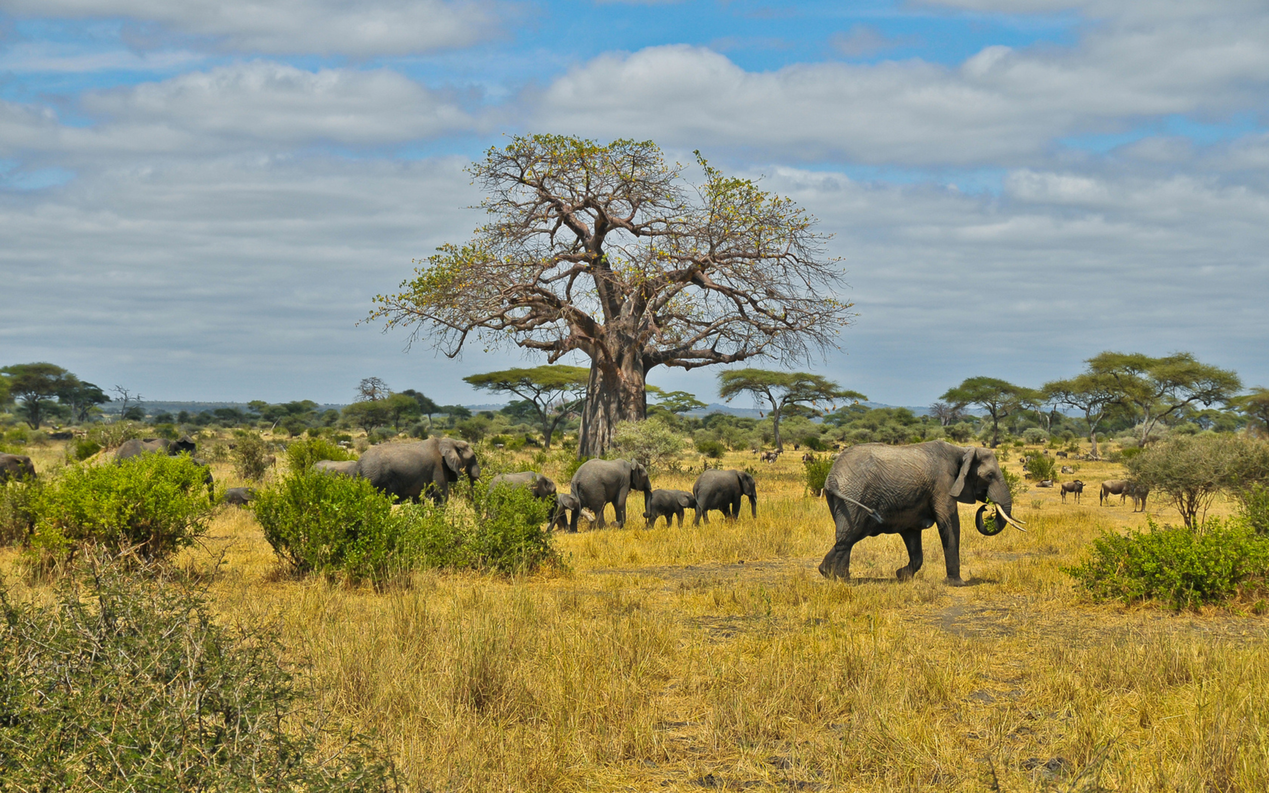 В какой природной зоне африки обитает слон. Саванны и редколесья Африки. Саванна. 2013/ Savannah. Африканская степь Саванна- растительный мир. Фауна саванны Африки.