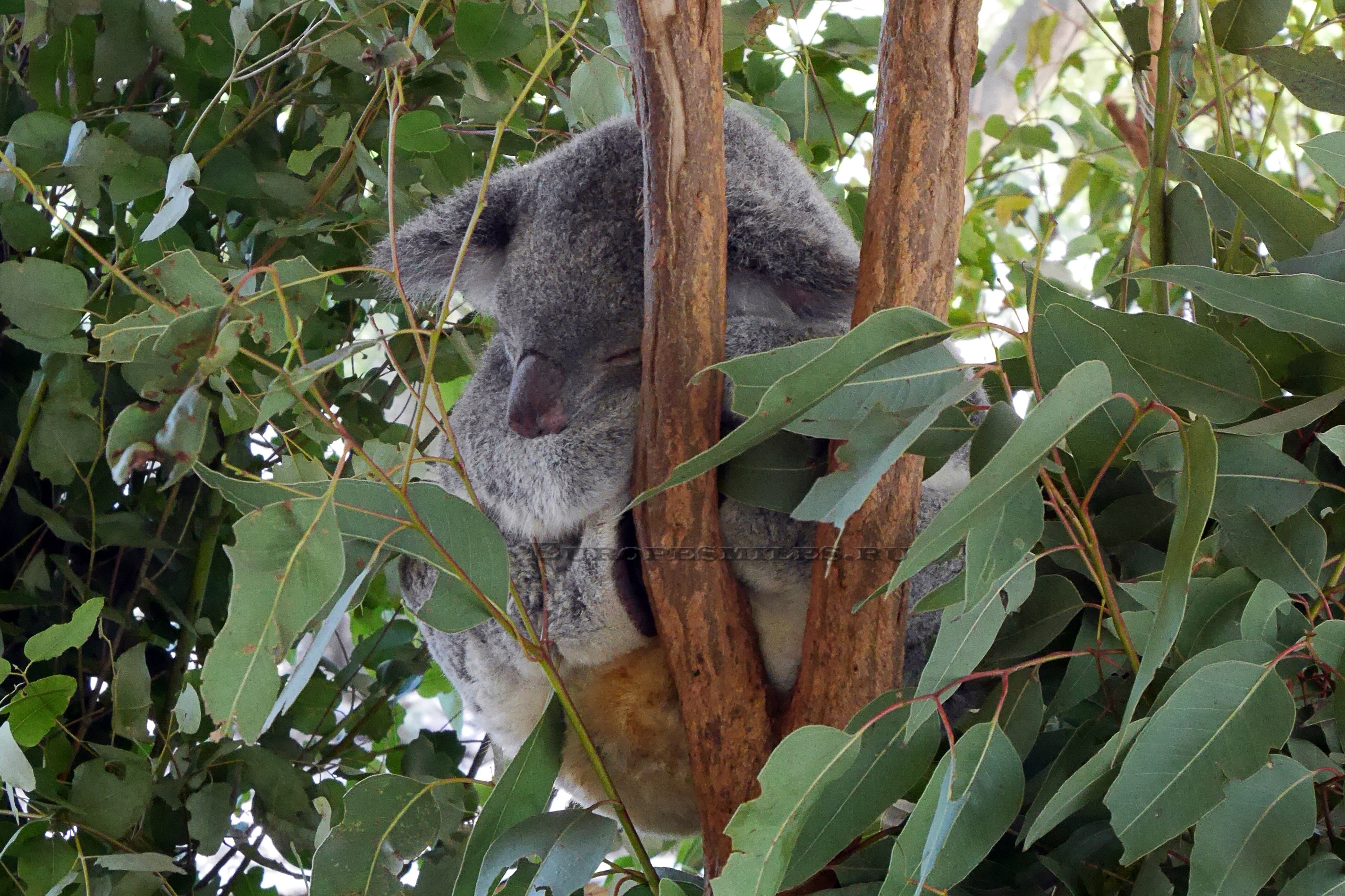 Едят ли коалы. Коала. Коала на дереве. Голова коалы. Серое животное на дереве.