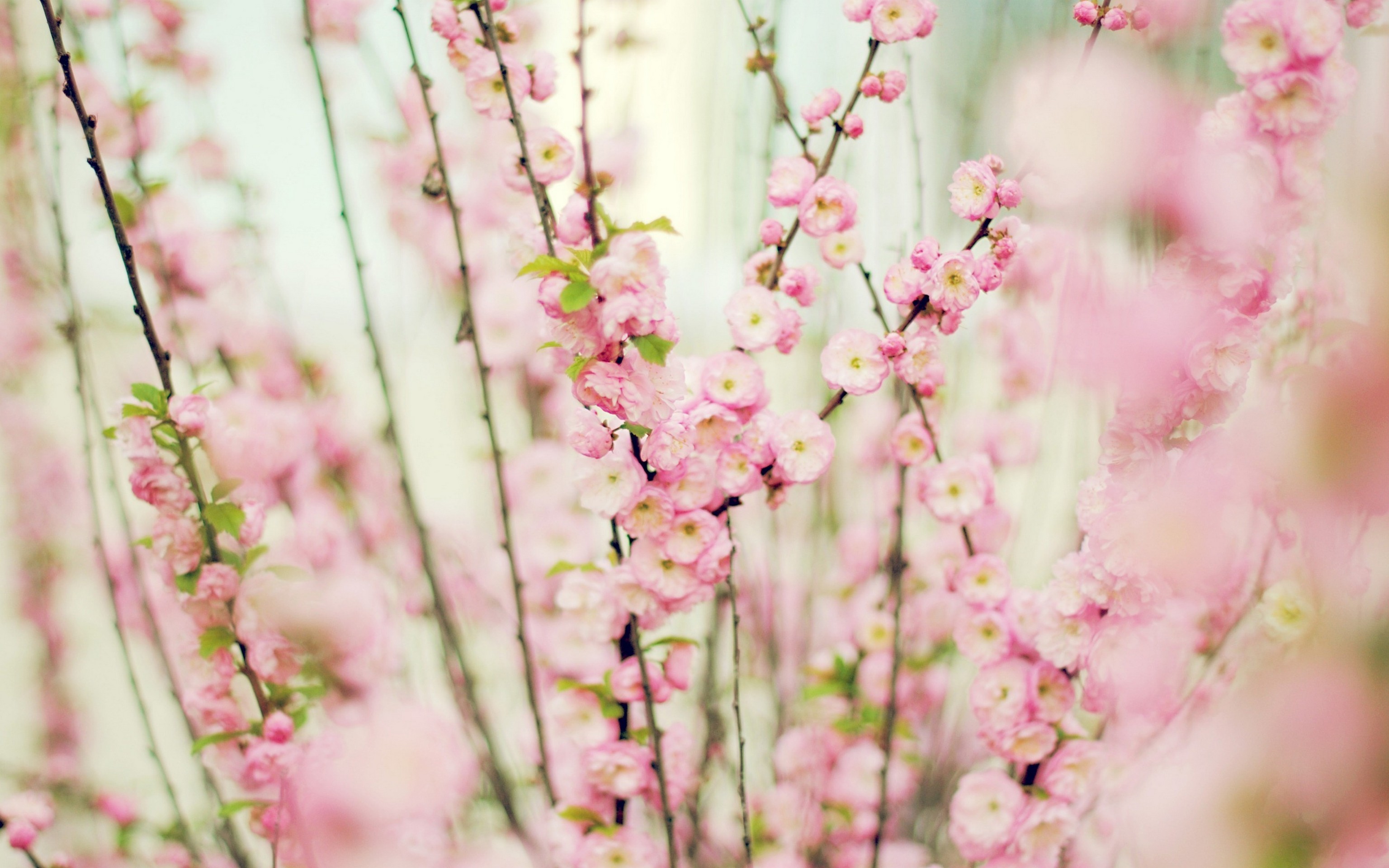 Какие бывают нежные. Нежные весенние цветы. Цветы в пастельных тонах. Весенний фон. Бледно розовые цветы.
