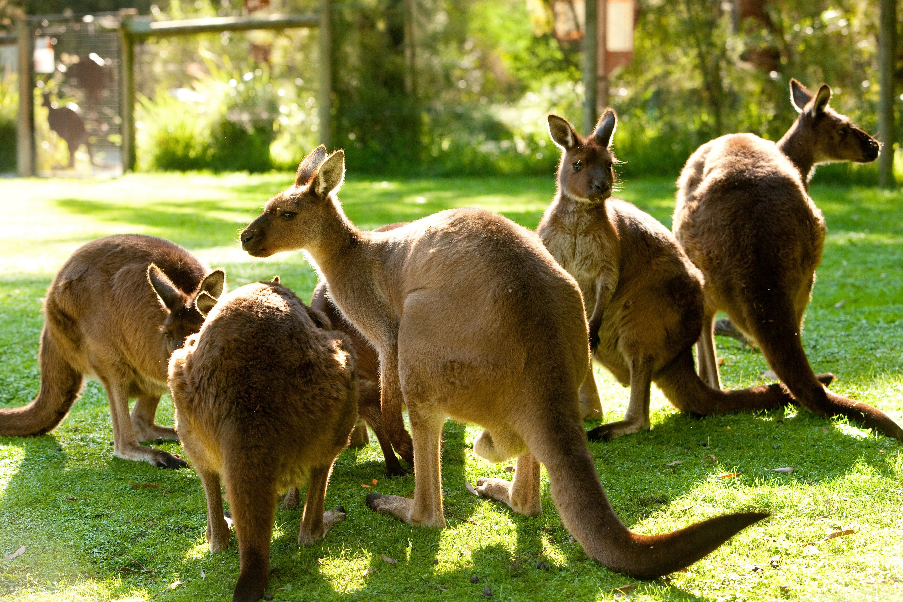 Заповедники Австралии кенгуру