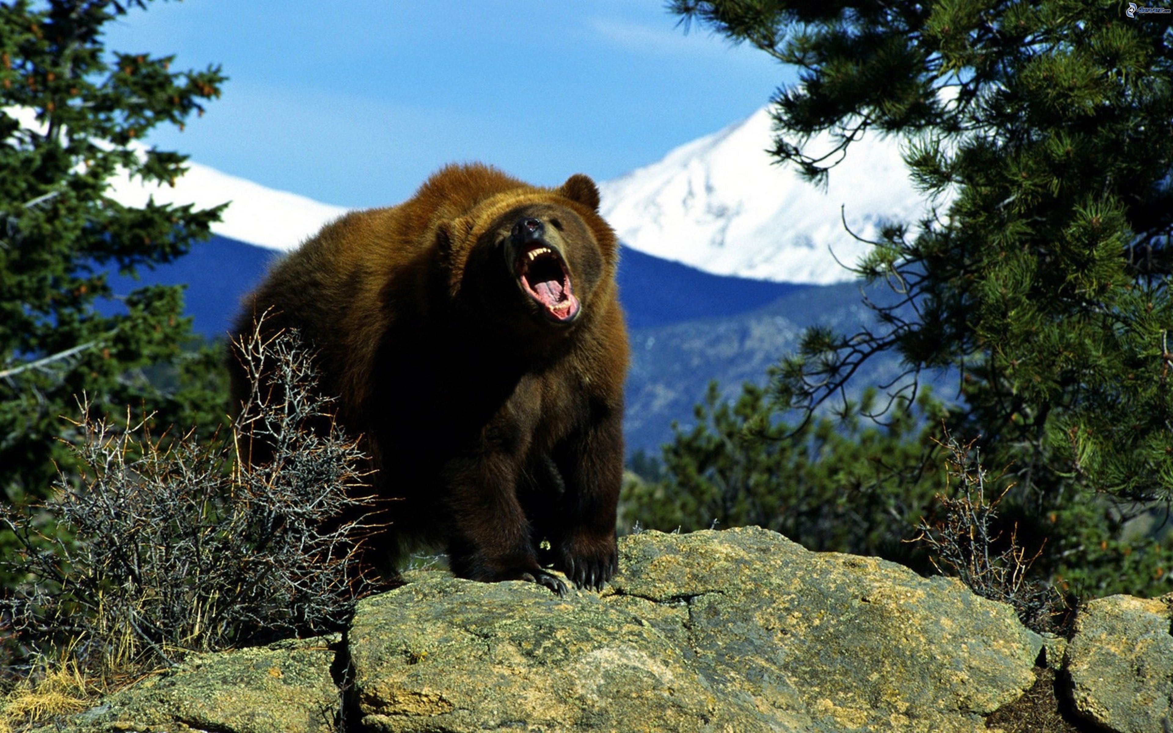 Аю дж. Северная Америка медведь Гризли. Бурый медведь (Ursus arctos). Гризли североамериканский бурый медведь. Бурый медведь Сихотэ Алинь.