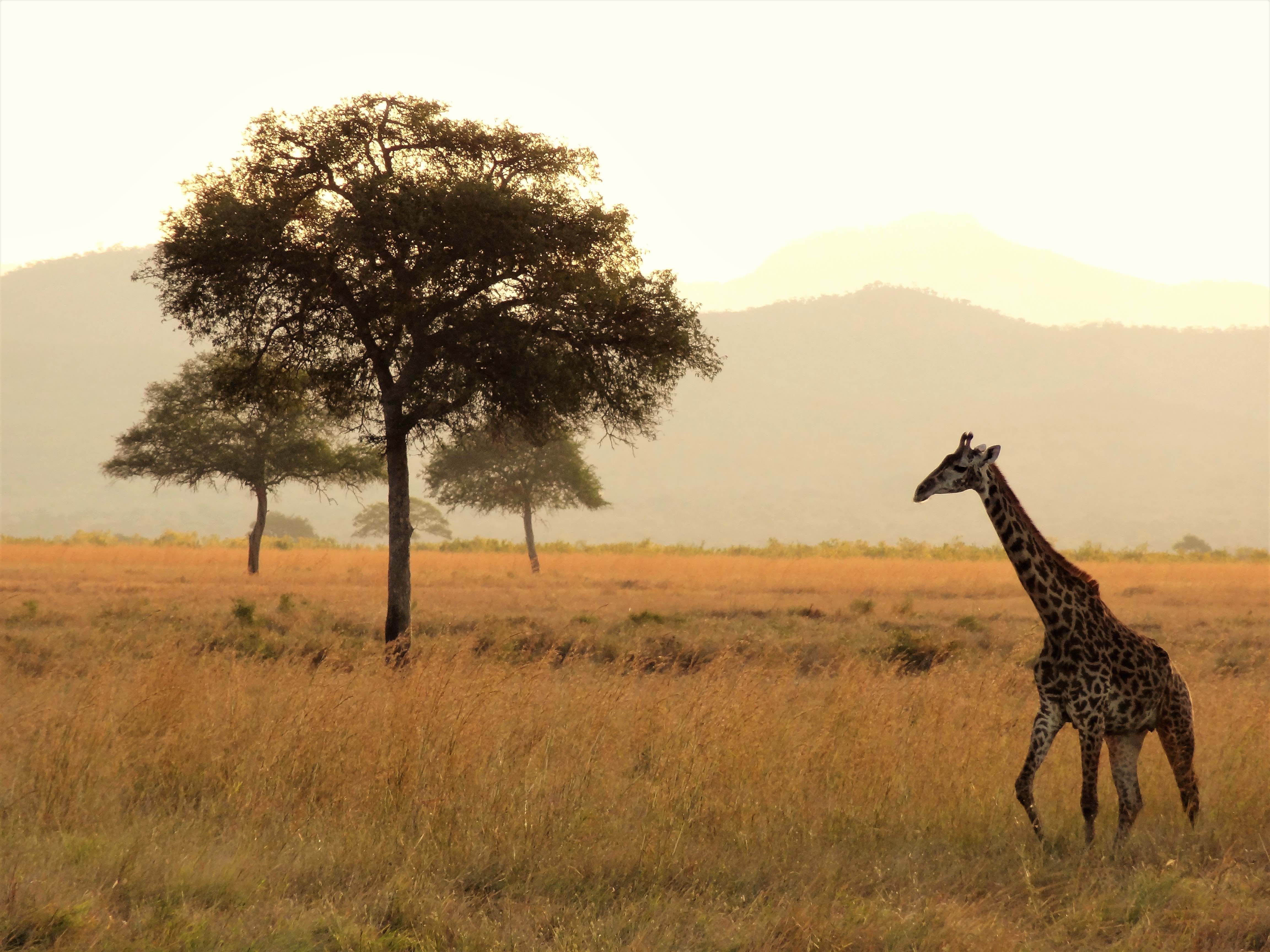 Западноафриканский Жираф