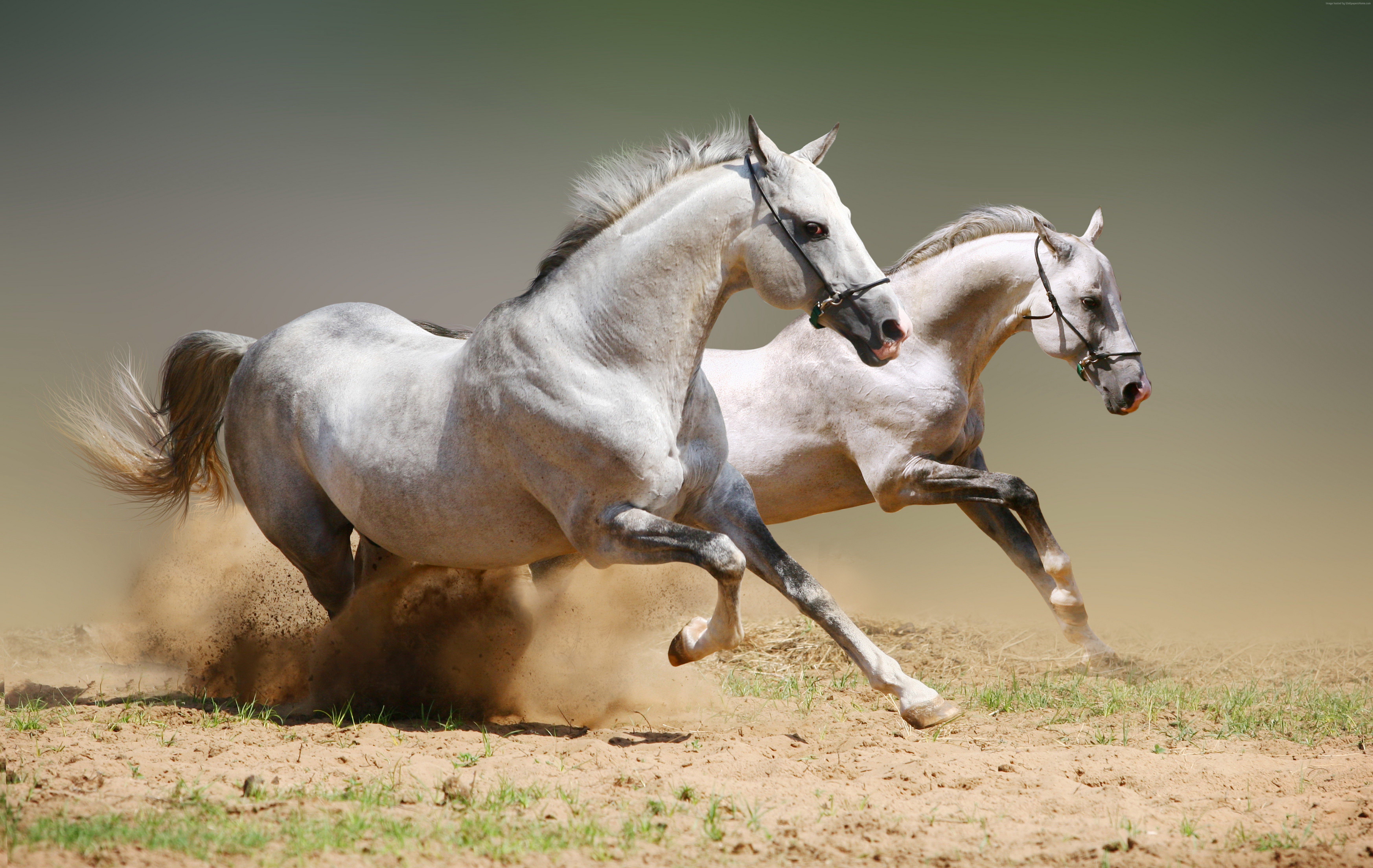 Картинки беспла. Лошадь бежит. Красивые лошади. Две лошади. Красивая белая лошадь.