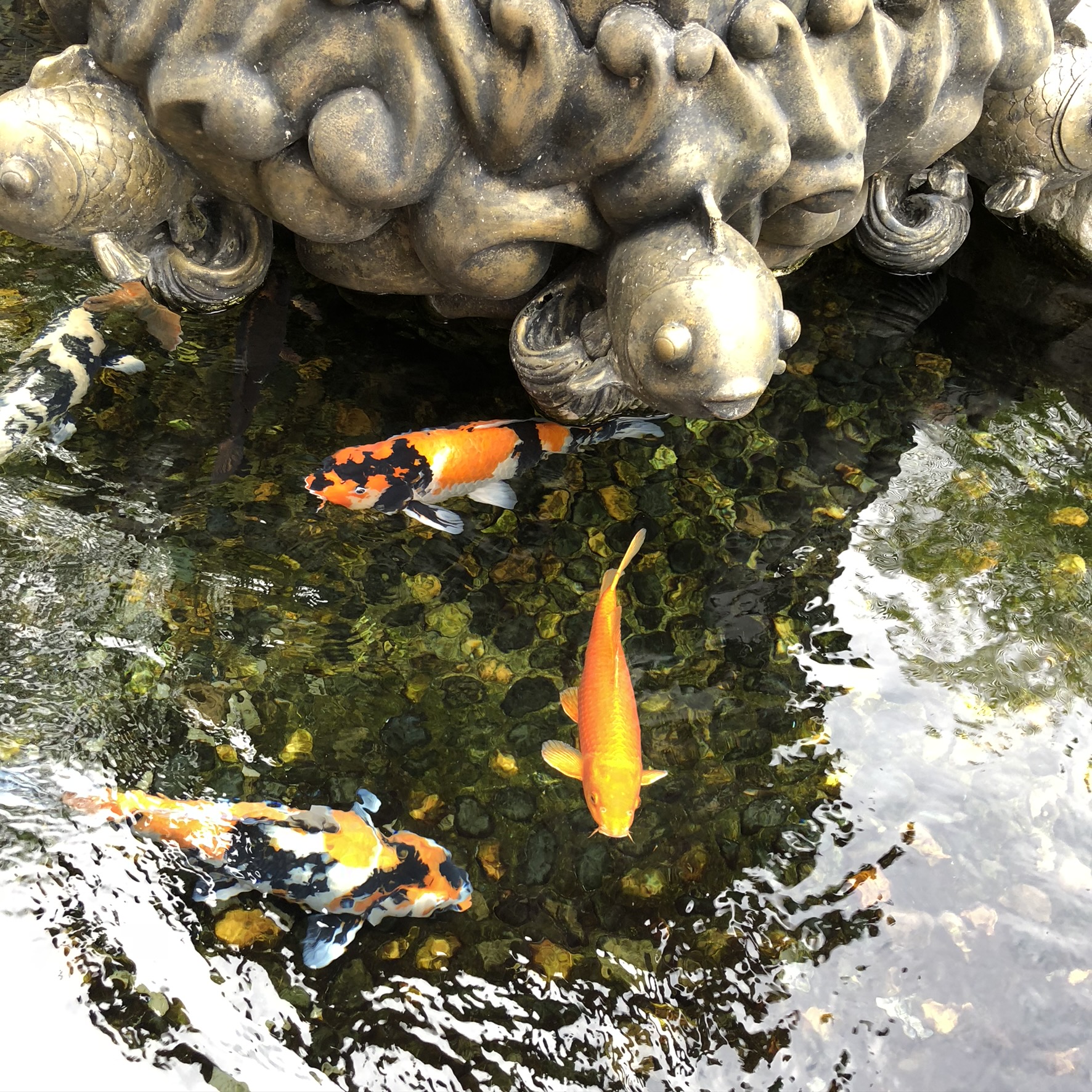 Fun water koi. Красивая картинка чищенной прудовой рыбы.