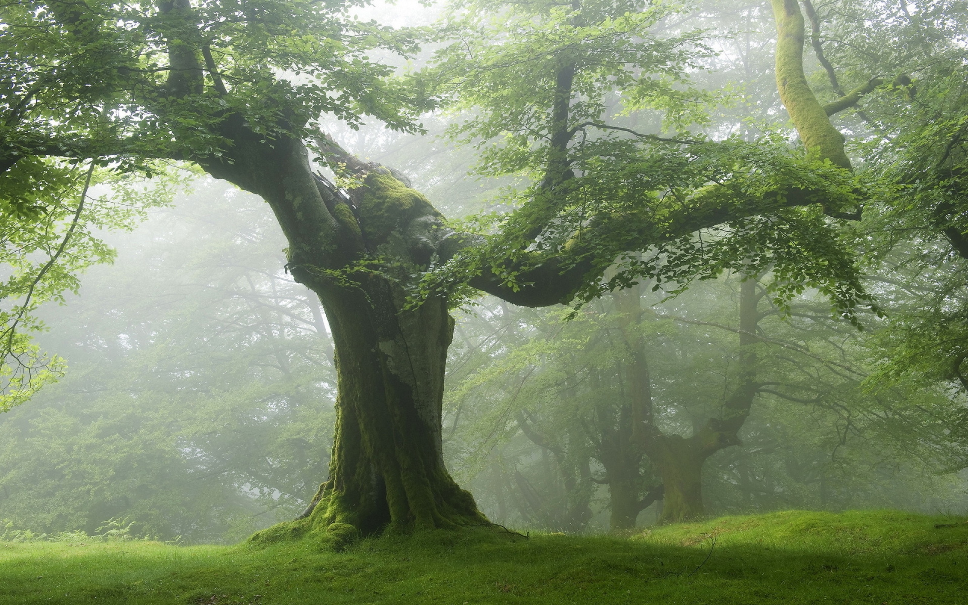 Natural tree. Лес Броселианд. Красивое дерево. Деревья в лесу. Дерево это Живая природа.