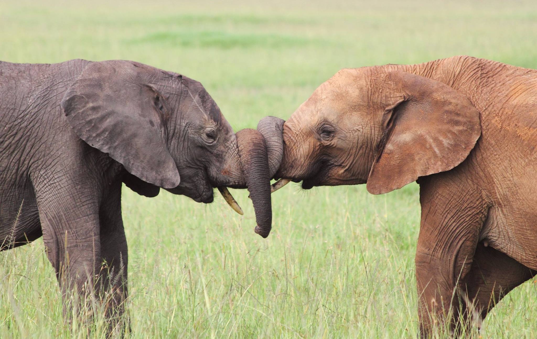 Друзья слоник. Хоботные Африканский слон. Хоботные (млекопитающие) хоботные. Африканский саванский слон. Слоники любовь.