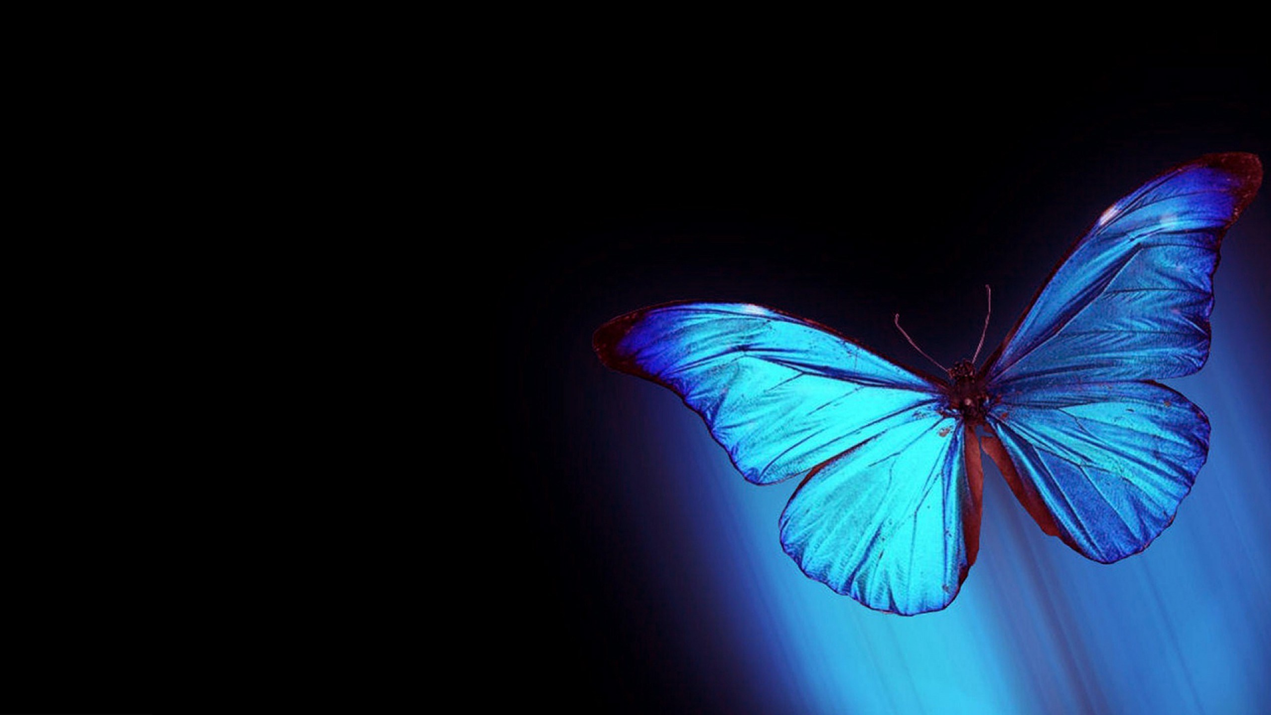 Черно синяя бабочка. Синяя бабочка. Бабочки на черном фоне. Обои на рабочий стол бабочки. Синяя бабочка арт.