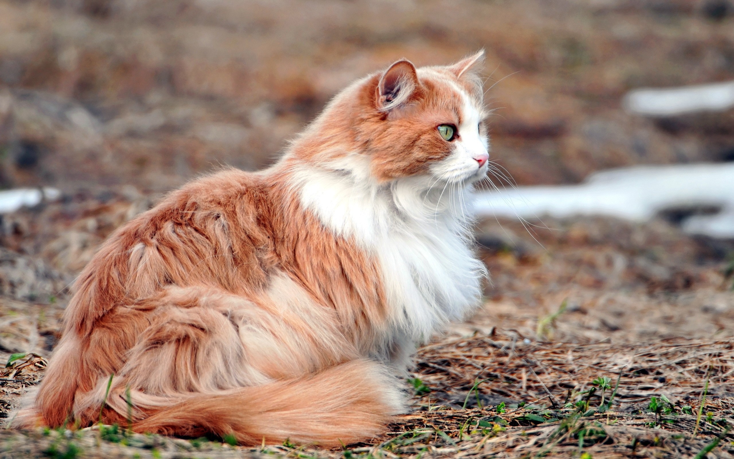 Лесной Окрас Кошки
