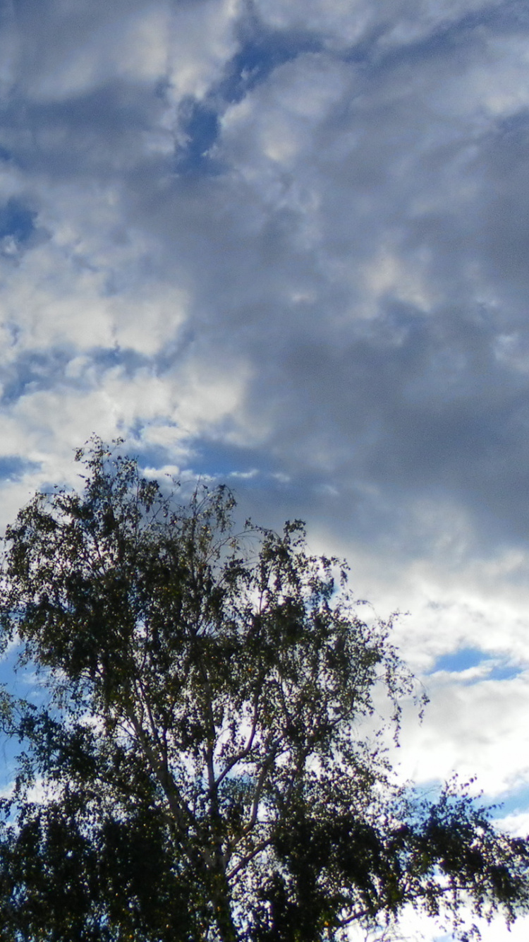 Обои кучевое облако, облако, дневное время, дерево, атмосфера в разрешении 750x1334
