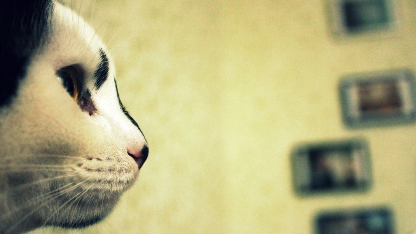 Обои полосатый кот, котенок, нос, остроумие, животные в разрешении 1366x768