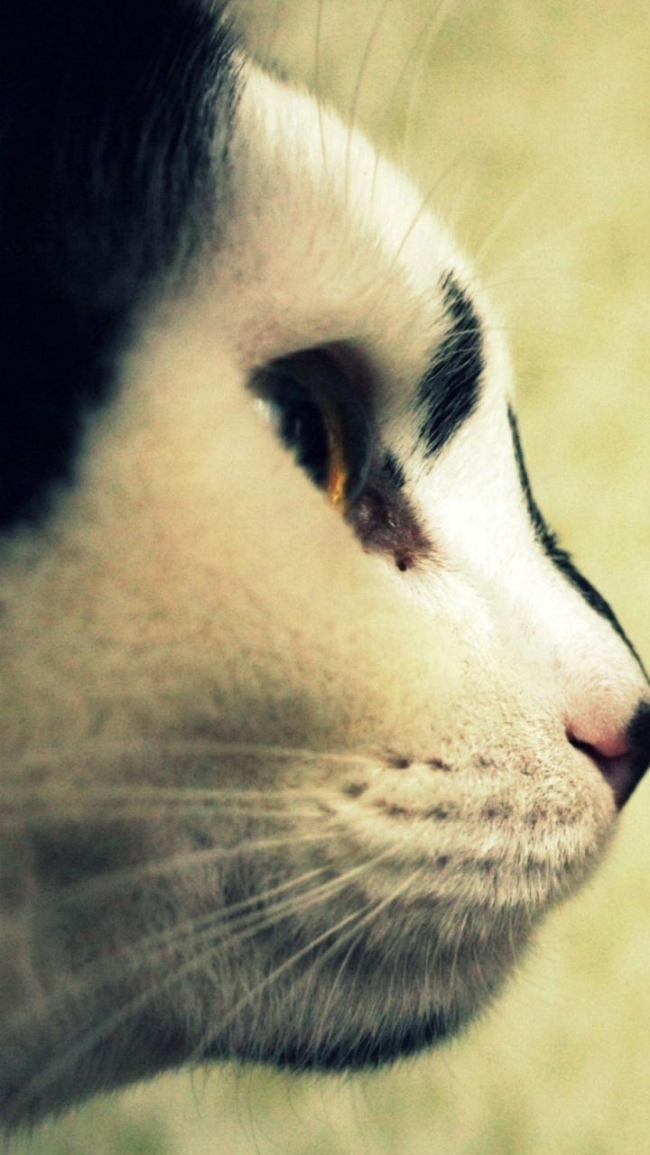 Обои полосатый кот, котенок, нос, остроумие, животные в разрешении 720x1280