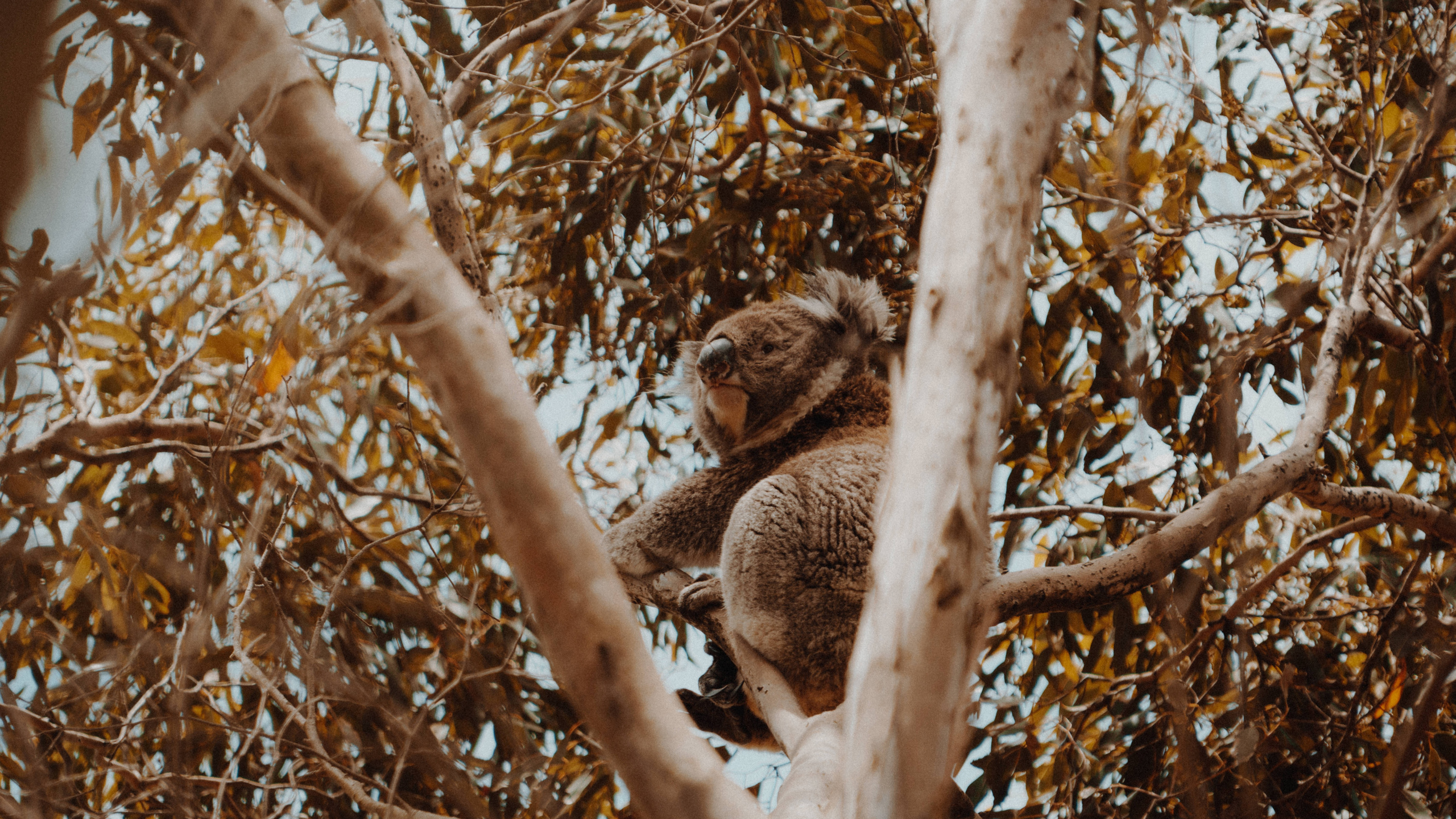 Обои Коала, живая природа, дерево, сумчатое животное, ветвь в разрешении 2560x1440