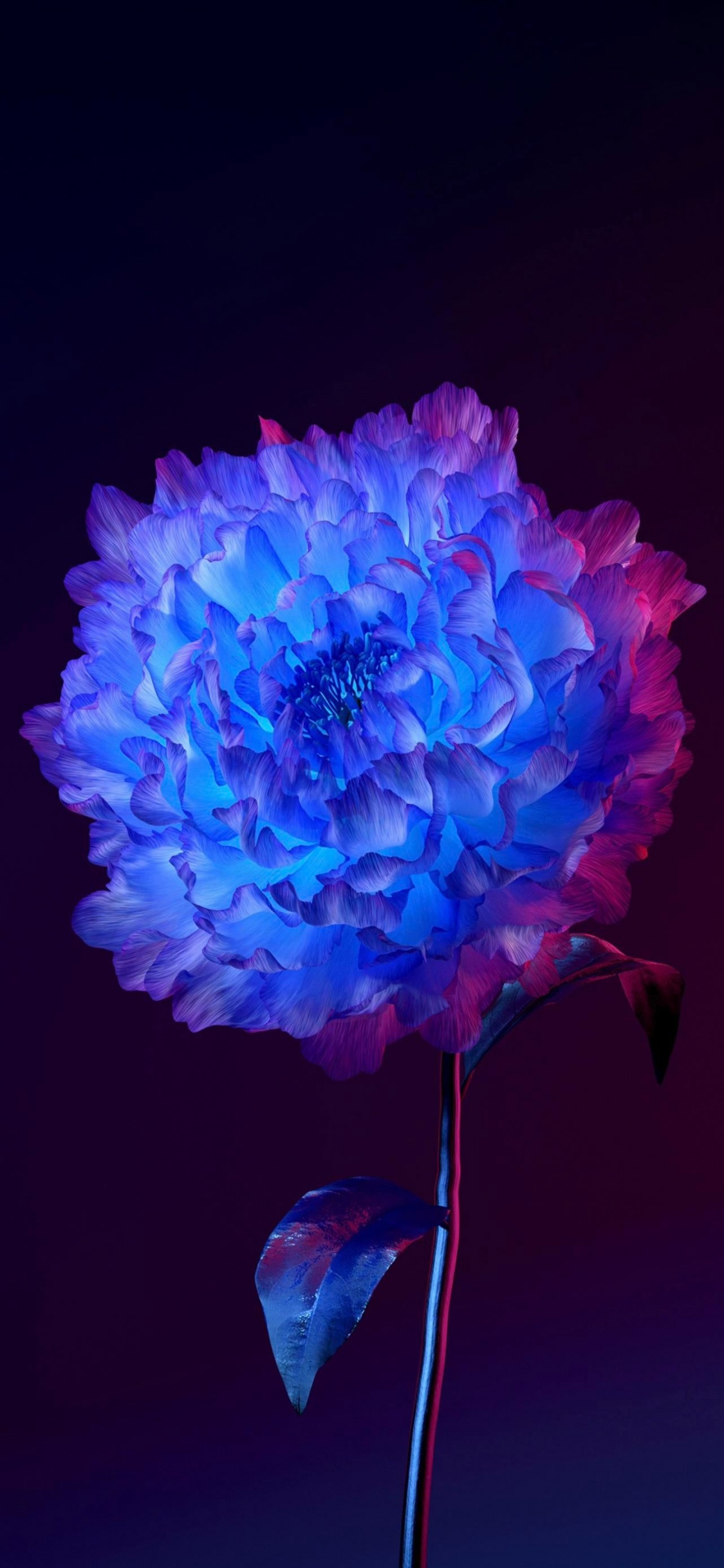 Обои живое происхождение ОС, андроид, цветок, растение, лепесток в разрешении 1125x2436