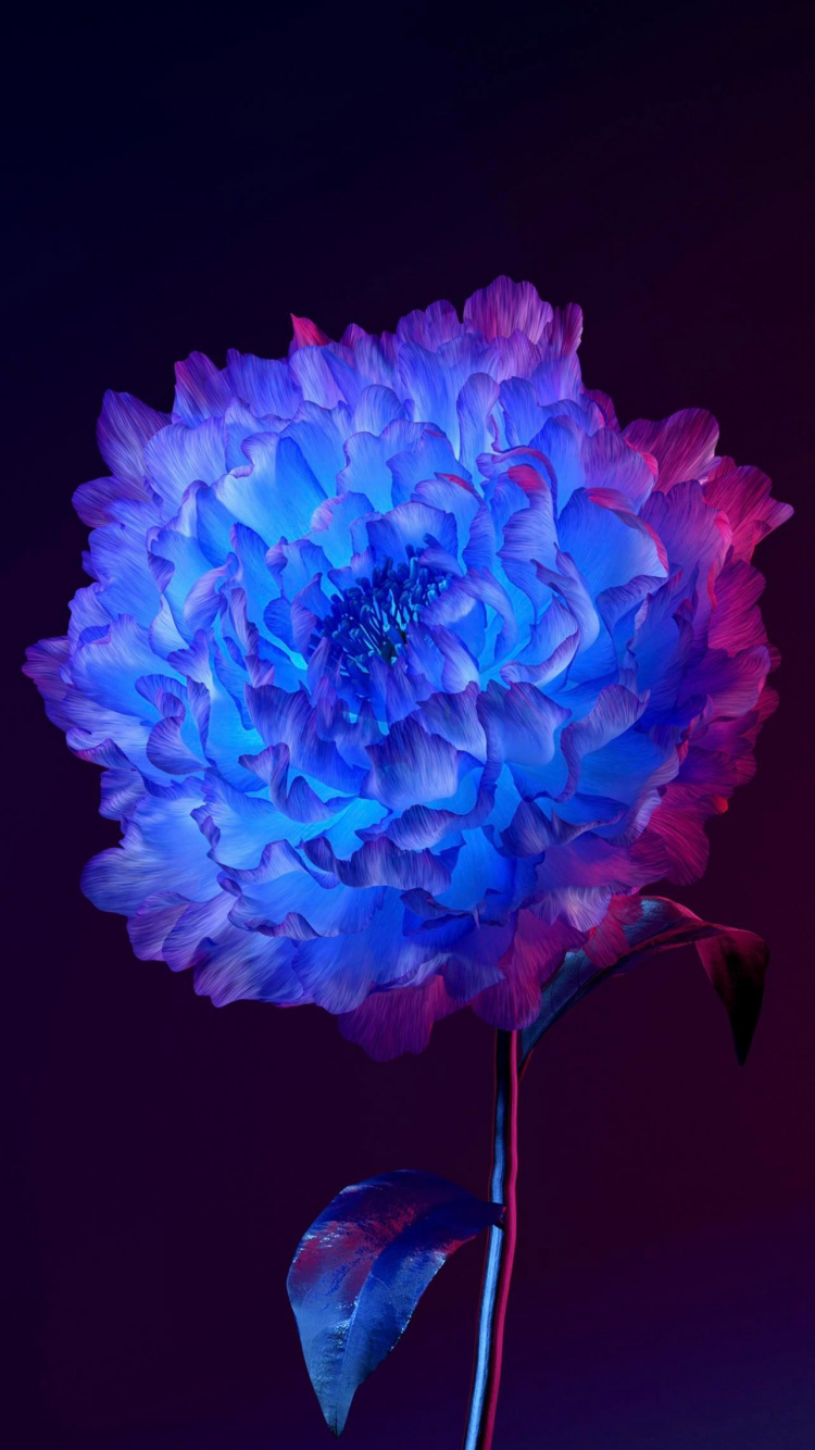 Обои живое происхождение ОС, андроид, цветок, растение, лепесток в разрешении 750x1334