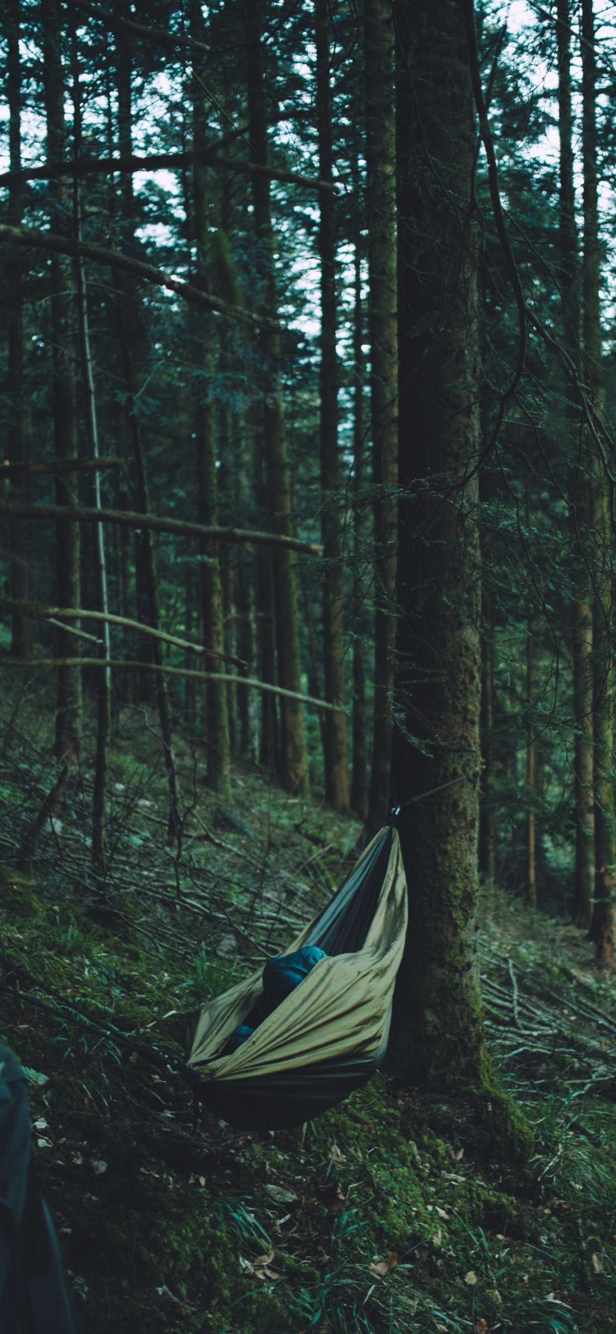 Обои лес, дерево, природный заповедник, смешанный хвойный лес, старовозрастные леса в разрешении 1242x2688