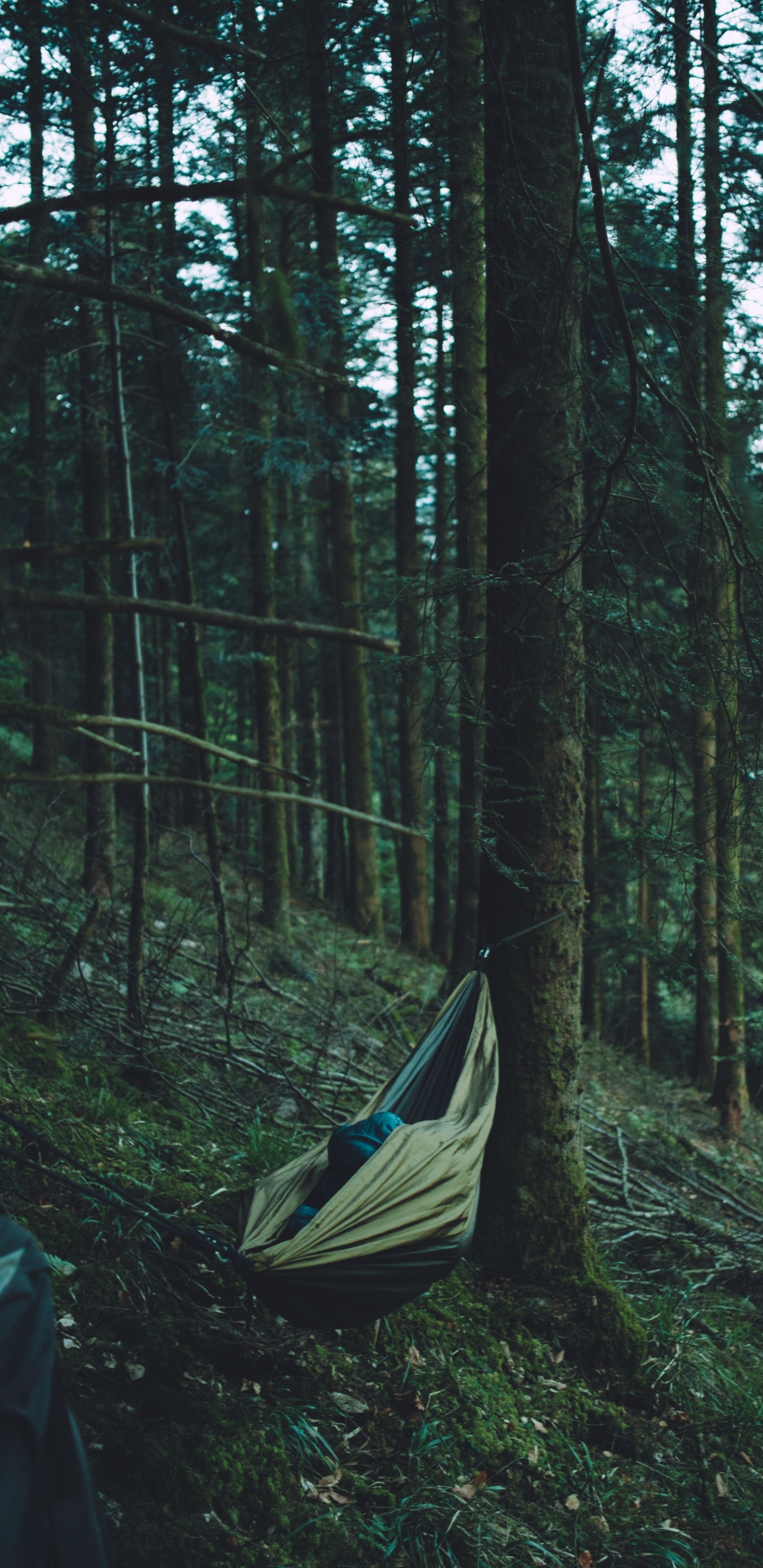 Обои лес, дерево, природный заповедник, смешанный хвойный лес, старовозрастные леса в разрешении 1440x2960