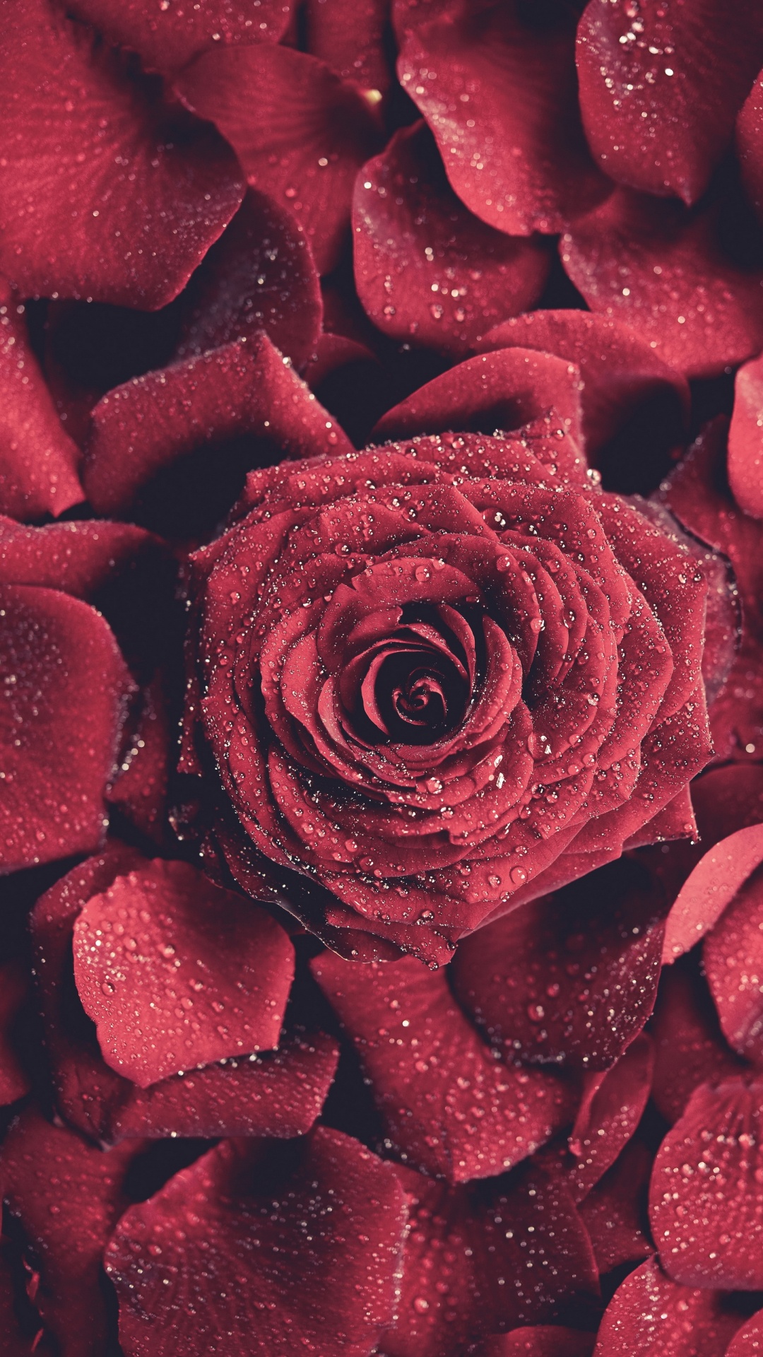 Роза телефон цветы заказать с доставкой екатеринбург