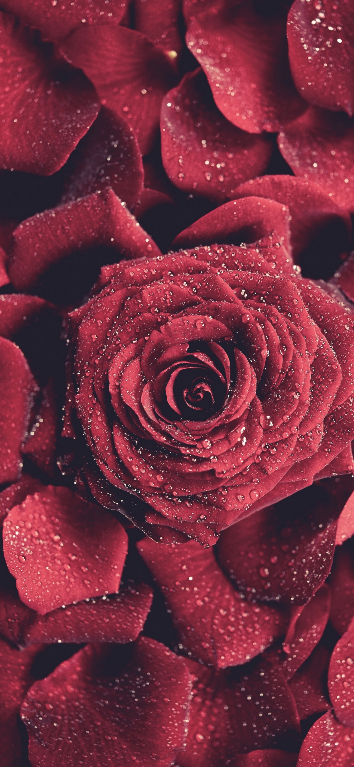 Обои цветочный дизайн, розовый, семья Роуз, крупный план, цветок в разрешении 1242x2688