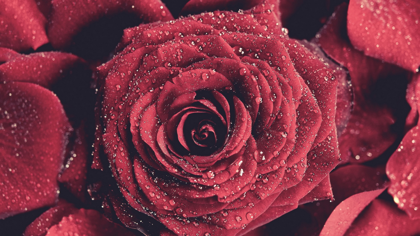 Обои цветочный дизайн, розовый, семья Роуз, крупный план, цветок в разрешении 1366x768