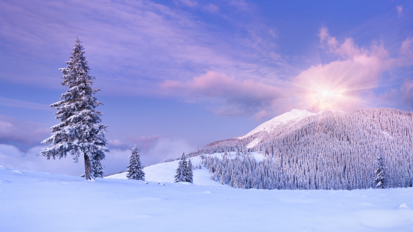 Обои снег, зима, природа, дерево, замораживание в разрешении 1366x768