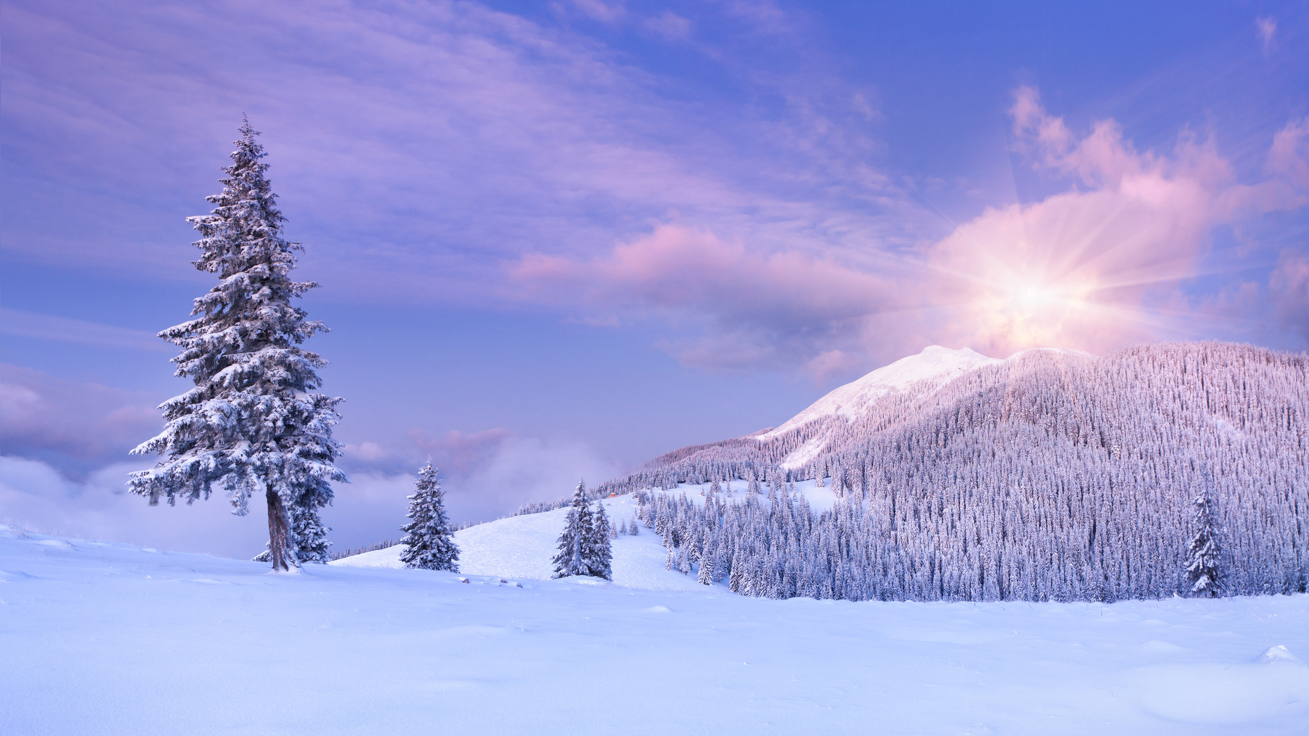 Обои снег, зима, природа, дерево, замораживание в разрешении 2560x1440