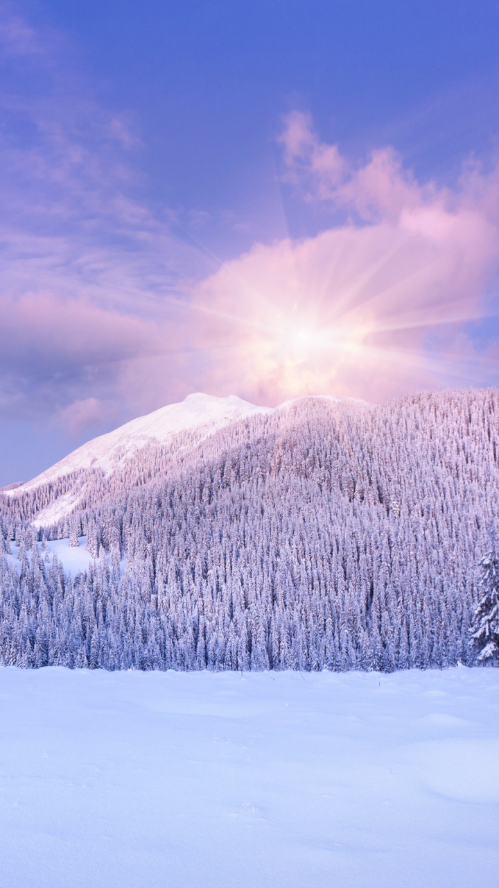 Обои снег, зима, природа, дерево, замораживание в разрешении 720x1280