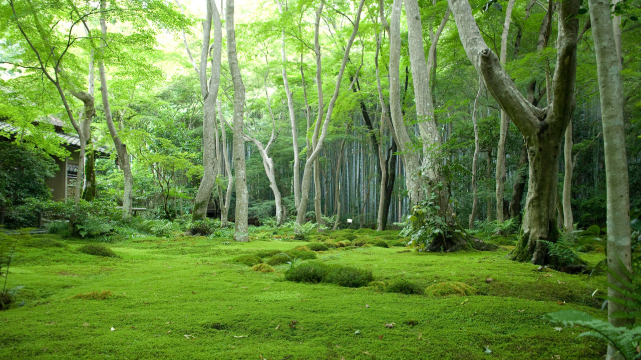 Обои лес, растительность, природа, природный заповедник, лесистая местность в разрешении 1280x720