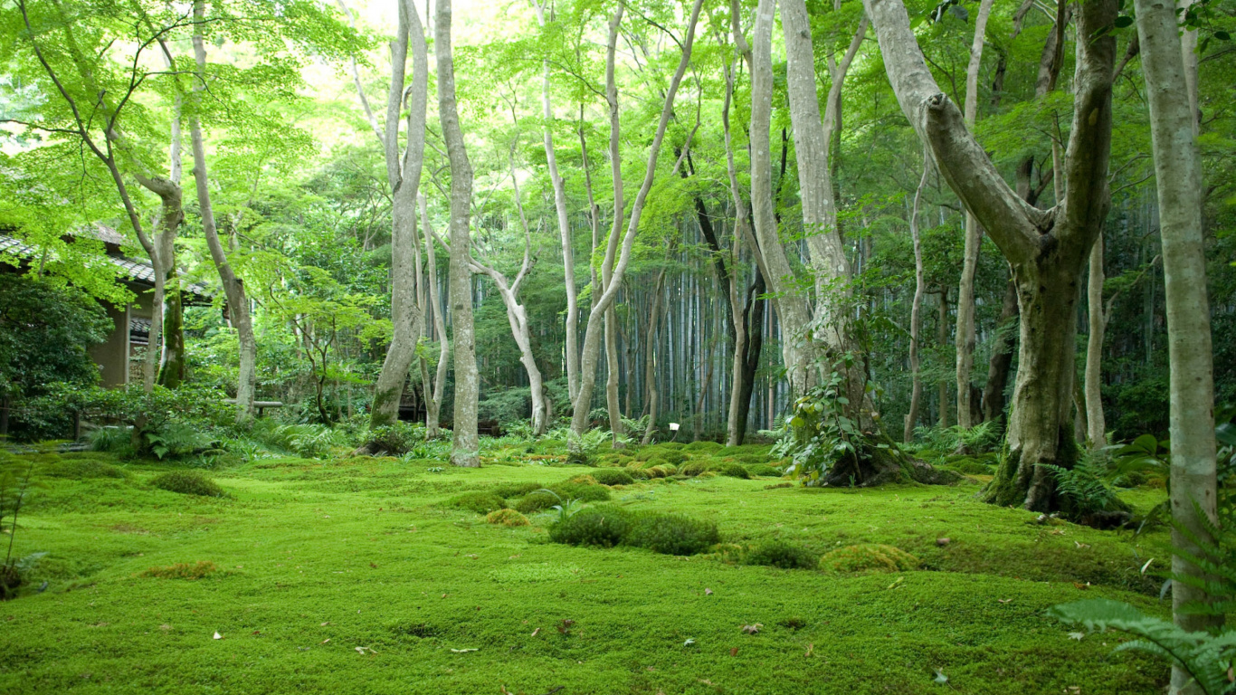Обои лес, растительность, природа, природный заповедник, лесистая местность в разрешении 1366x768