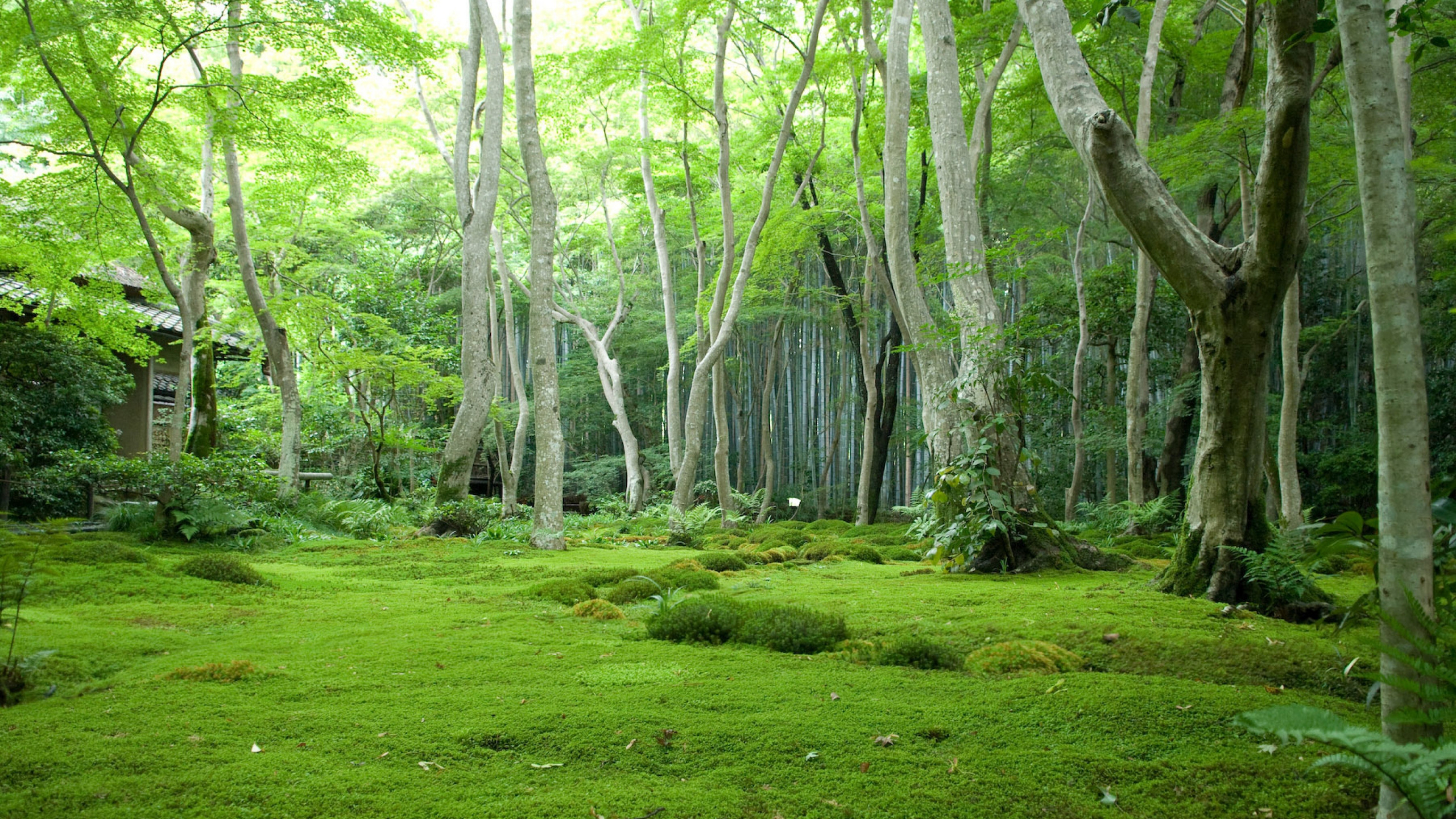 Обои лес, растительность, природа, природный заповедник, лесистая местность в разрешении 2560x1440