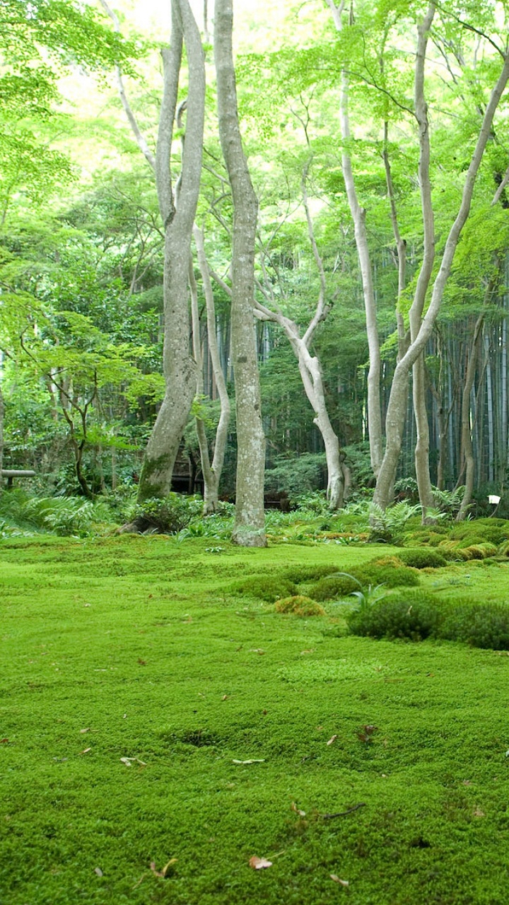 Обои лес, растительность, природа, природный заповедник, лесистая местность в разрешении 720x1280