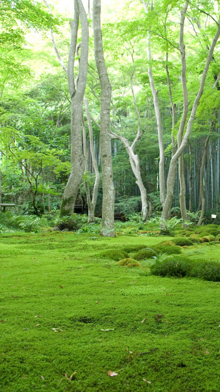 Обои лес, растительность, природа, природный заповедник, лесистая местность в разрешении 750x1334