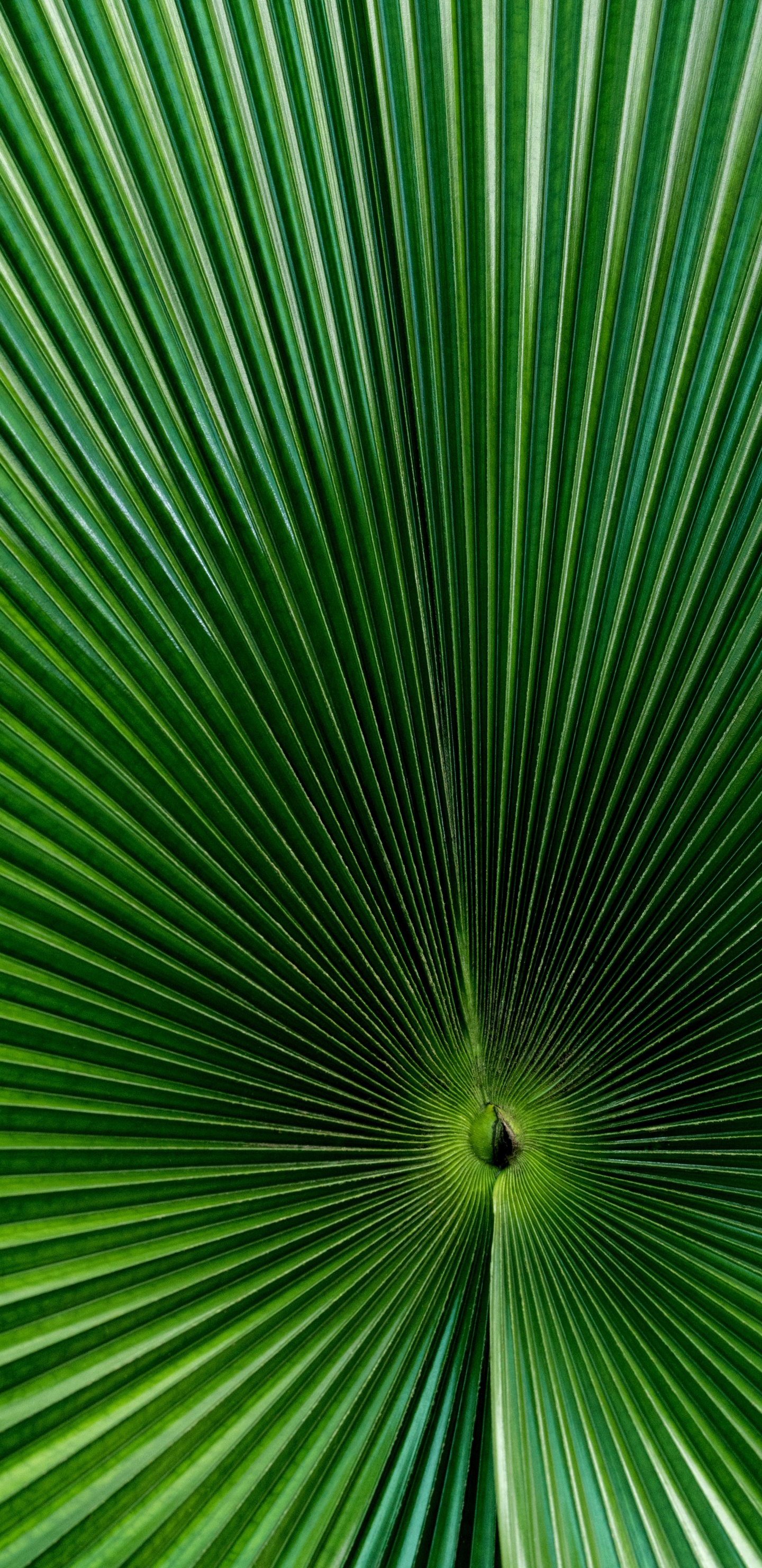 Обои половик, зеленый, лист, растение, дерево в разрешении 1440x2960