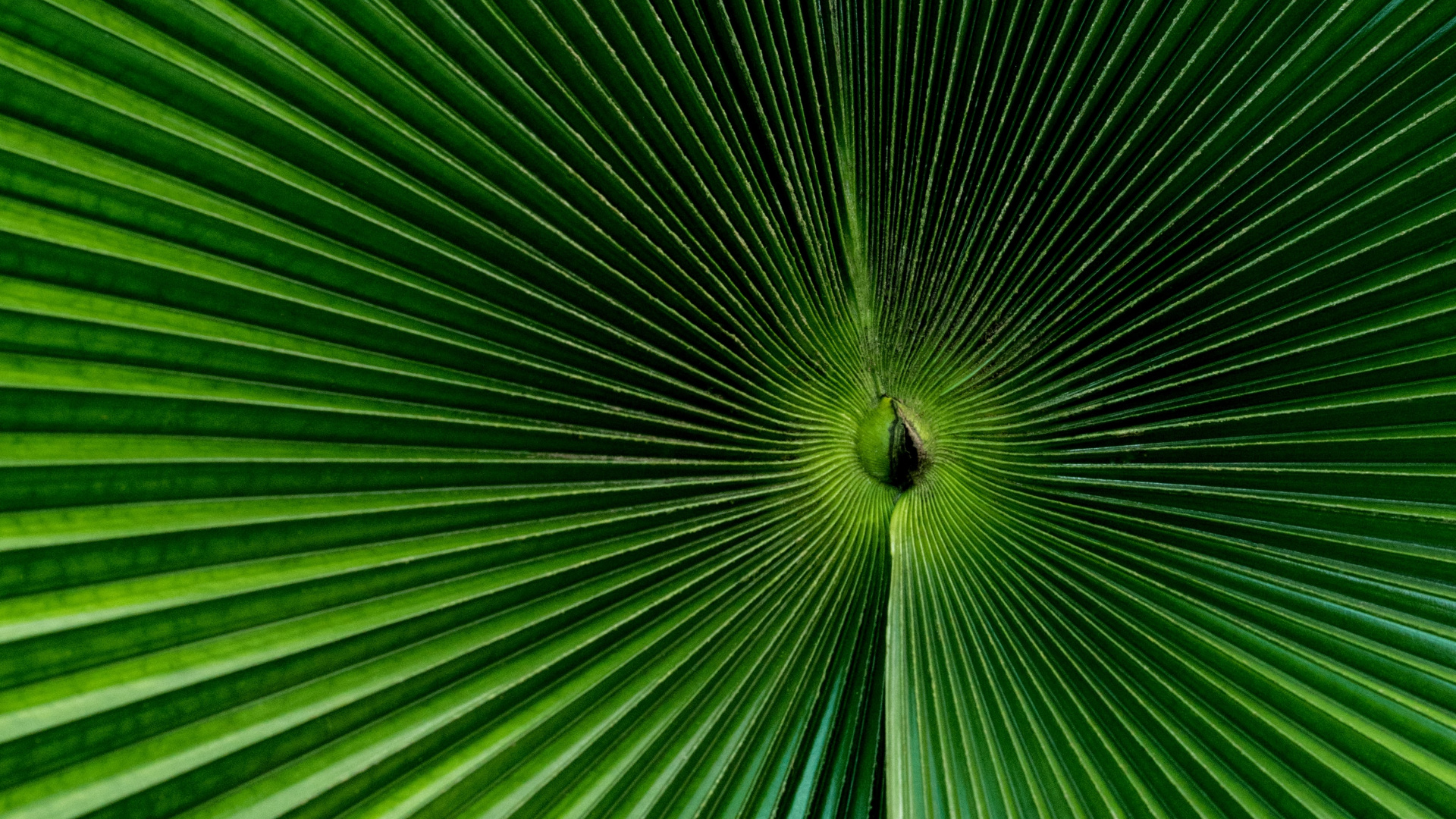 Обои половик, зеленый, лист, растение, дерево в разрешении 1920x1080