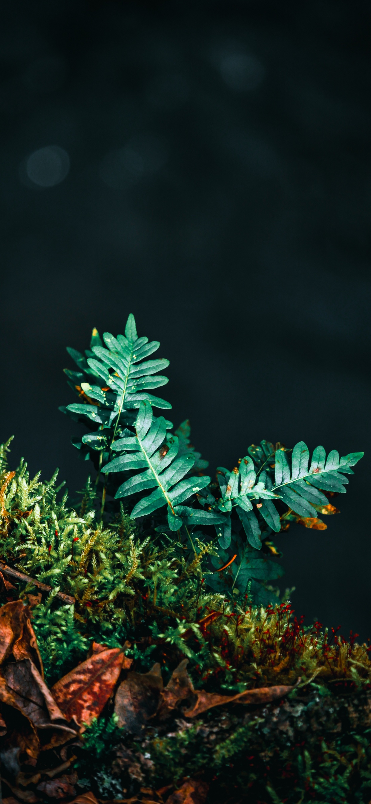 Обои рассада, папоротник, лист, зеленый, дерево в разрешении 1242x2688