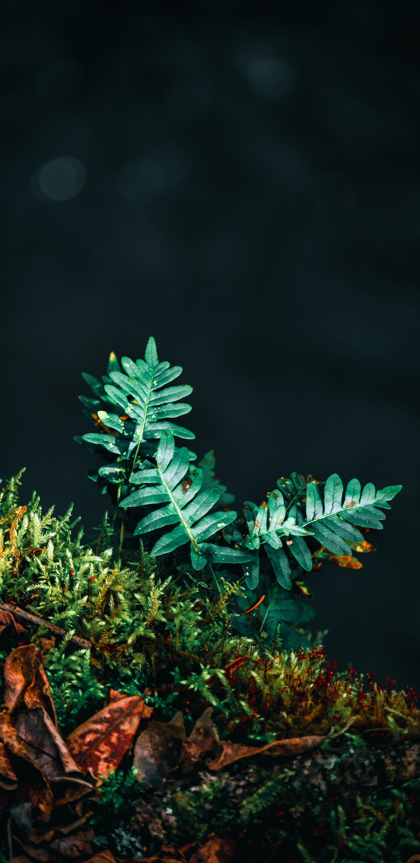 Обои рассада, папоротник, лист, зеленый, дерево в разрешении 1440x2960