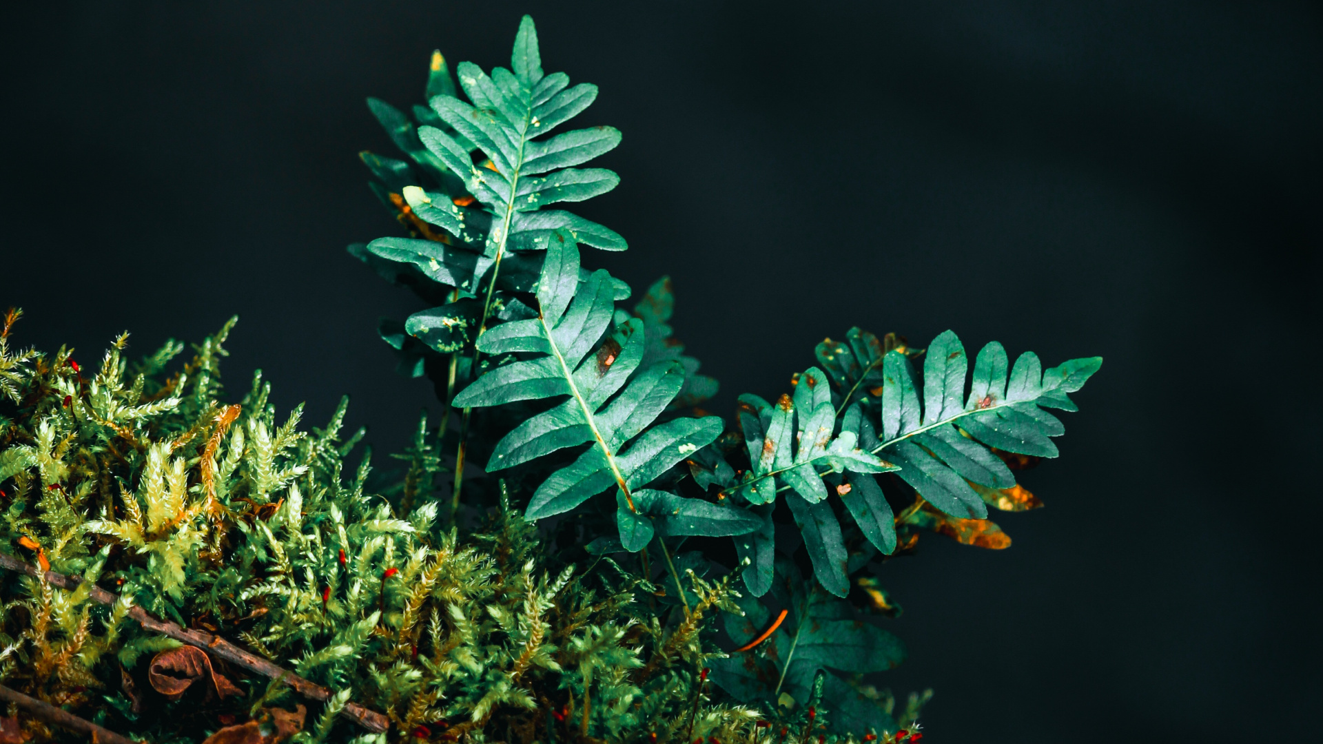 Обои рассада, папоротник, лист, зеленый, дерево в разрешении 1920x1080