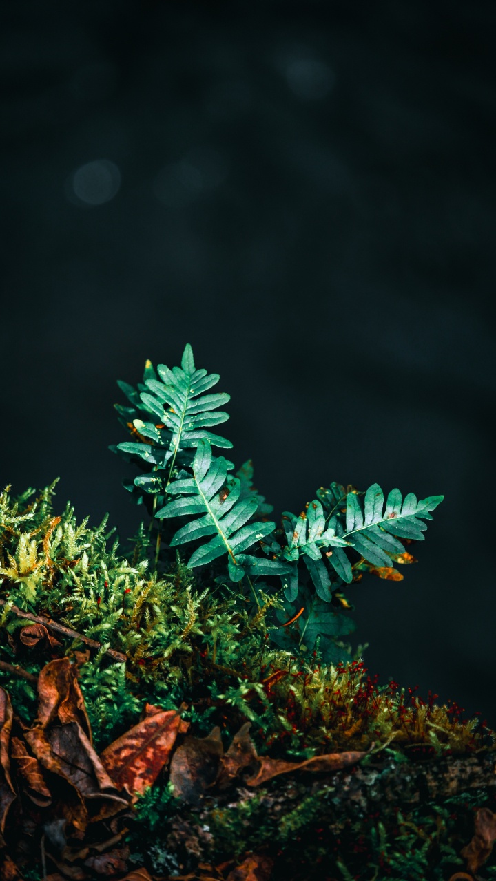 Обои рассада, папоротник, лист, зеленый, дерево в разрешении 720x1280