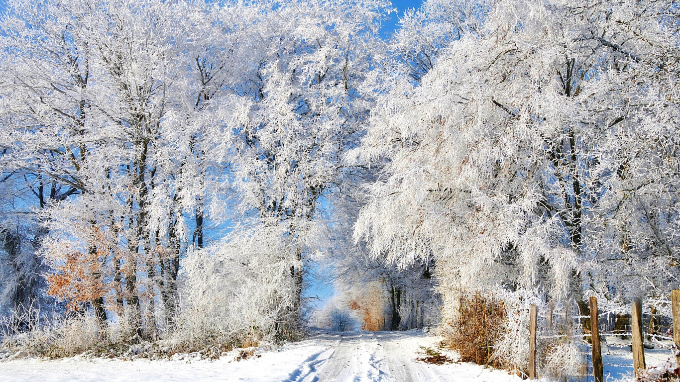 Обои зима, снег, мороз, дерево, замораживание в разрешении 1366x768
