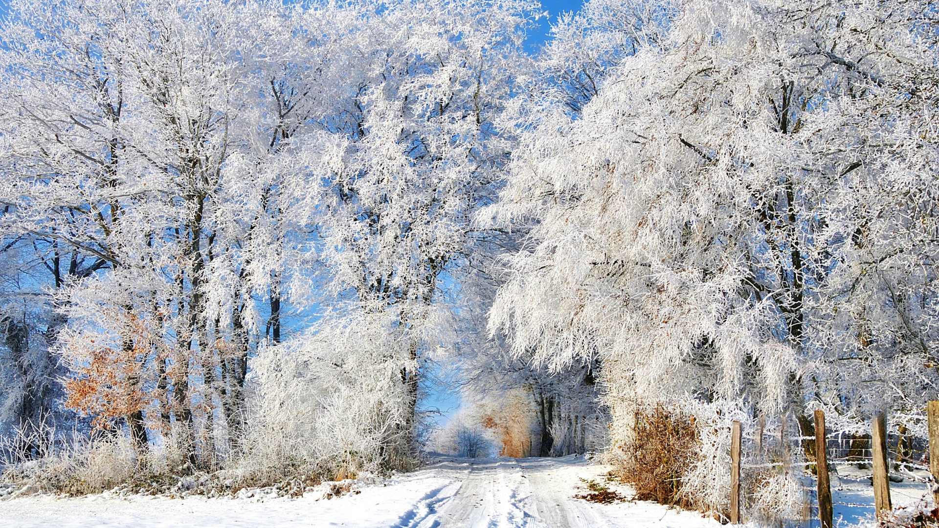 Обои зима, снег, мороз, дерево, замораживание в разрешении 1920x1080