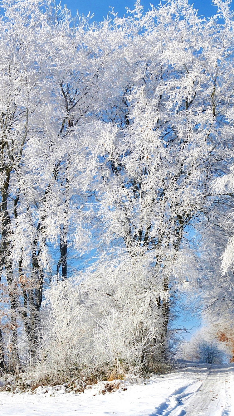 Обои зима, снег, мороз, дерево, замораживание в разрешении 750x1334