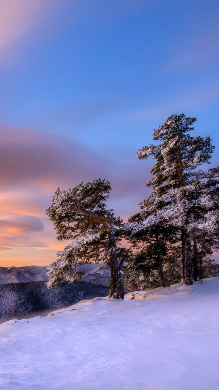 Обои снег, зима, природа, облако, дерево в разрешении 720x1280