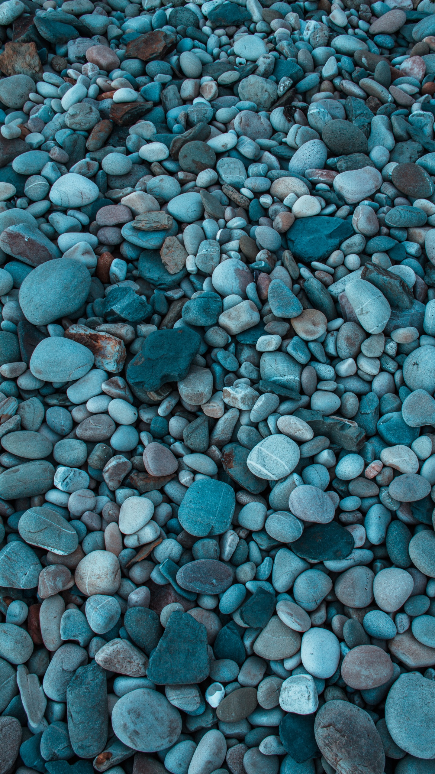 Обои красивая сине-серая природа, серый цвет, булыжник, цветок, море в разрешении 1440x2560