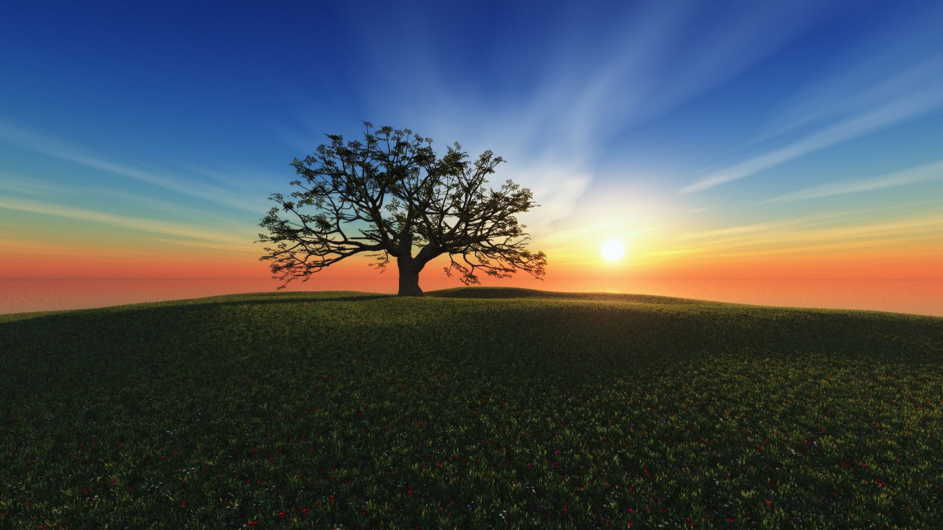 Обои горизонт, дерево, восход солнца, утро, закат в разрешении 1366x768