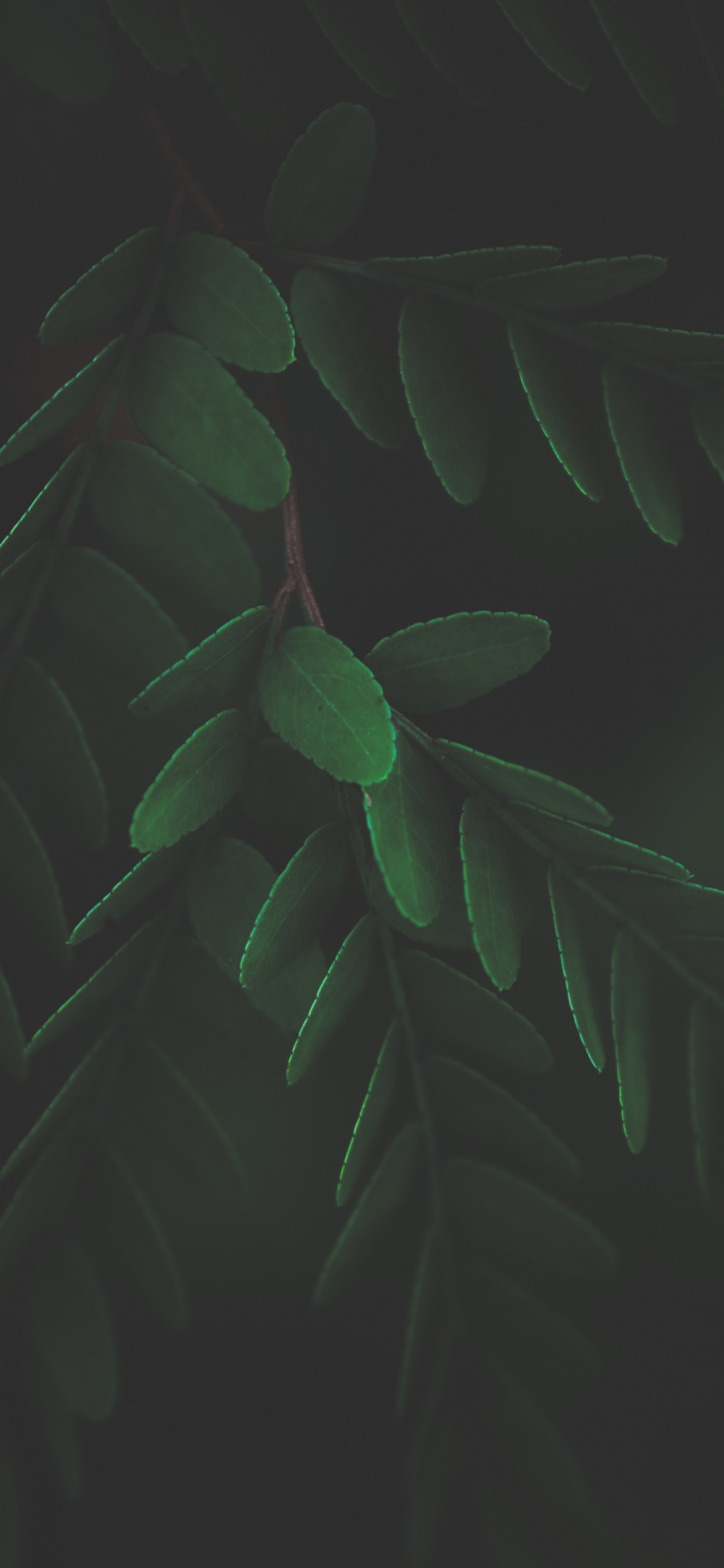 Обои лист, стебель растения, биология, наземное растение, прут в разрешении 1125x2436