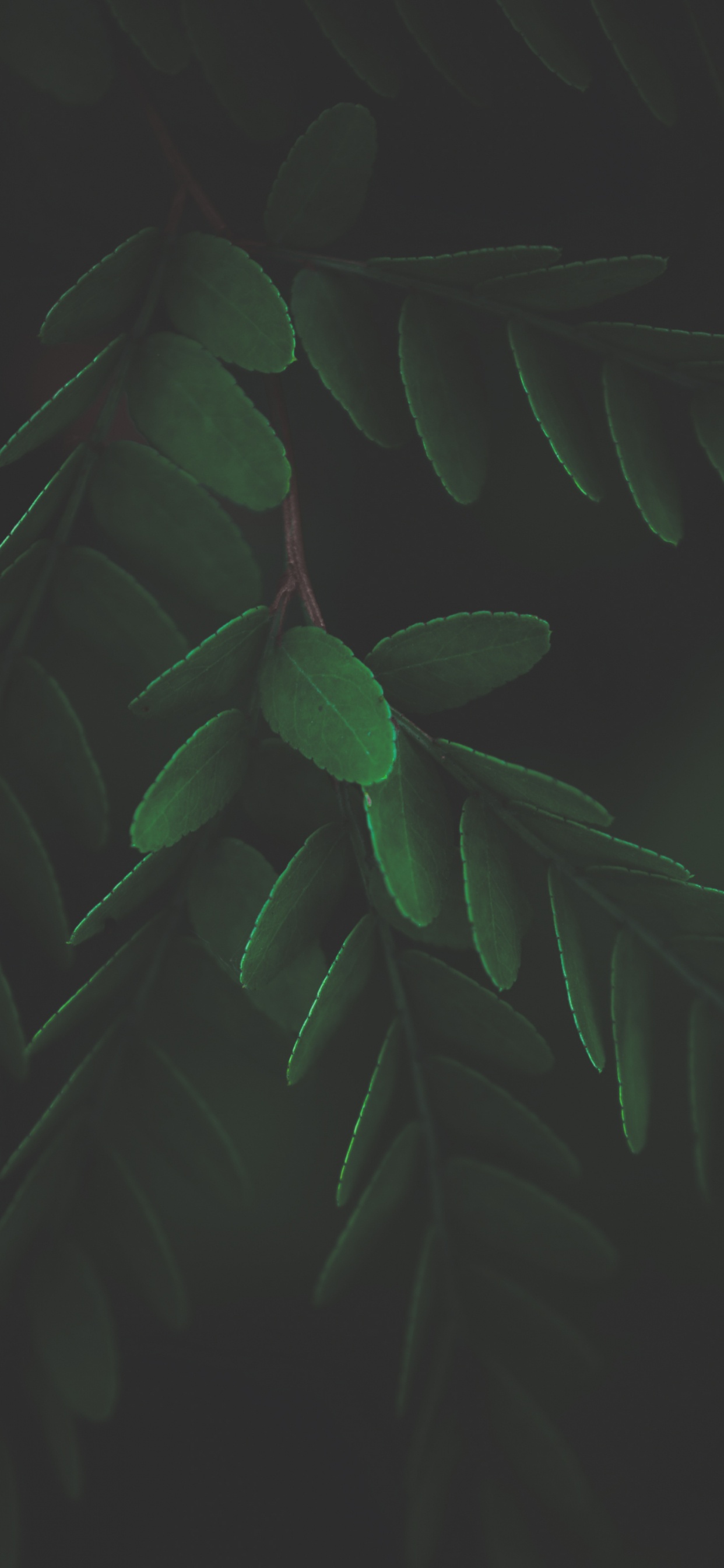 Обои лист, стебель растения, биология, наземное растение, прут в разрешении 1242x2688