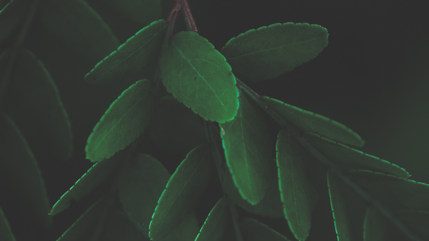 Обои лист, стебель растения, биология, наземное растение, прут в разрешении 1366x768