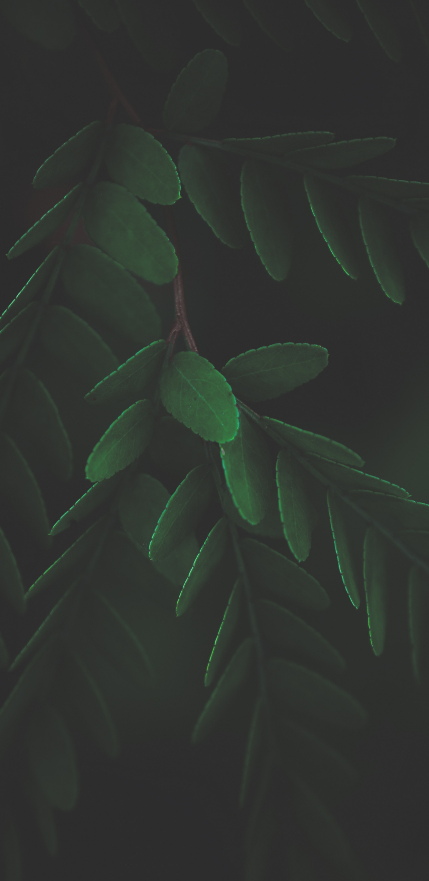 Обои лист, стебель растения, биология, наземное растение, прут в разрешении 1440x2960