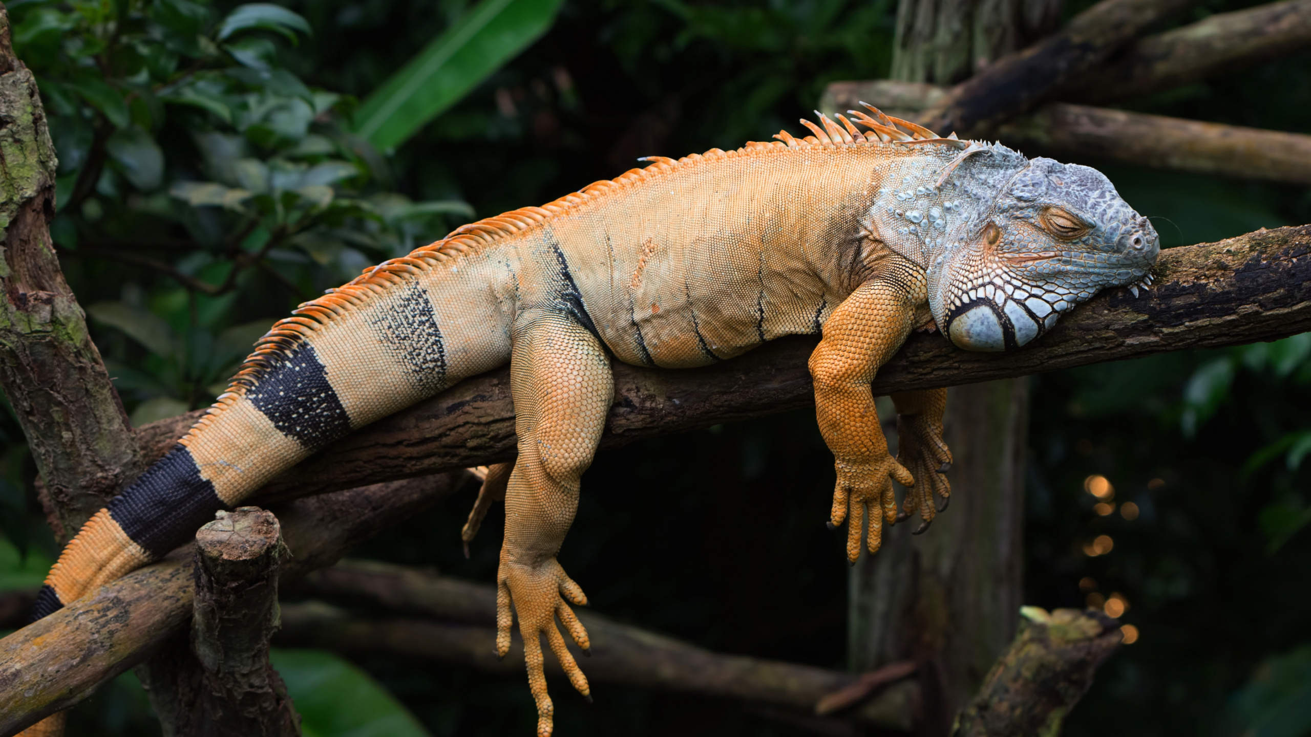 Обои игуана, зеленая игуана, наземные животные, пресмыкающееся, iguania в разрешении 2560x1440