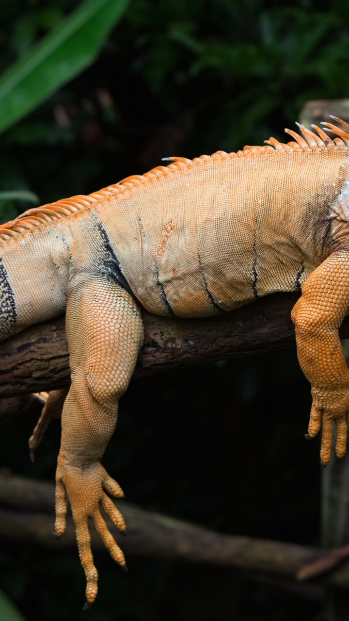 Обои игуана, зеленая игуана, наземные животные, пресмыкающееся, iguania в разрешении 720x1280