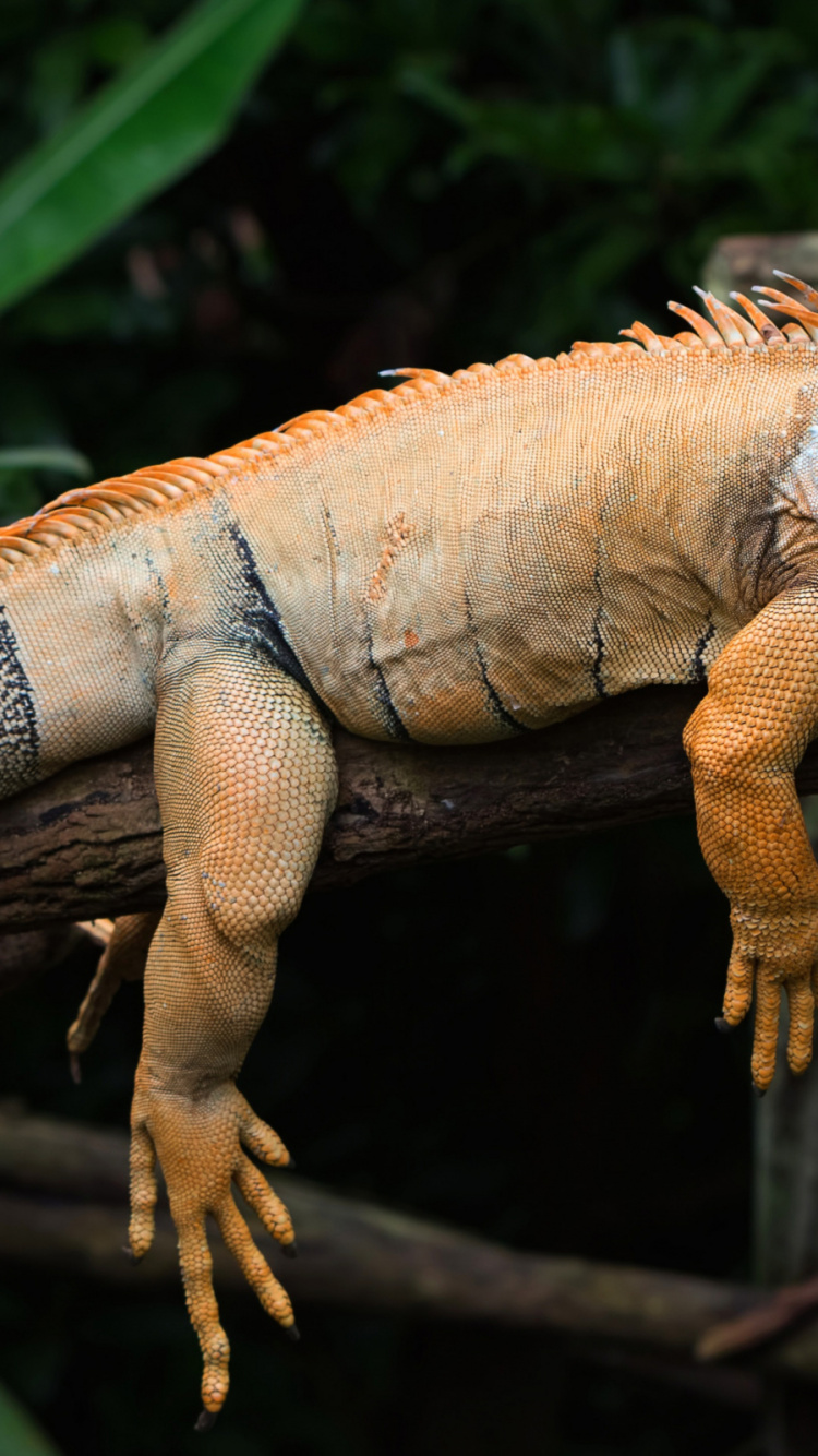 Обои игуана, зеленая игуана, наземные животные, пресмыкающееся, iguania в разрешении 750x1334